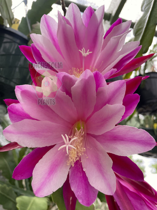 Epiphyllum 'Trapeze' Fully-Rooted Starter Pot