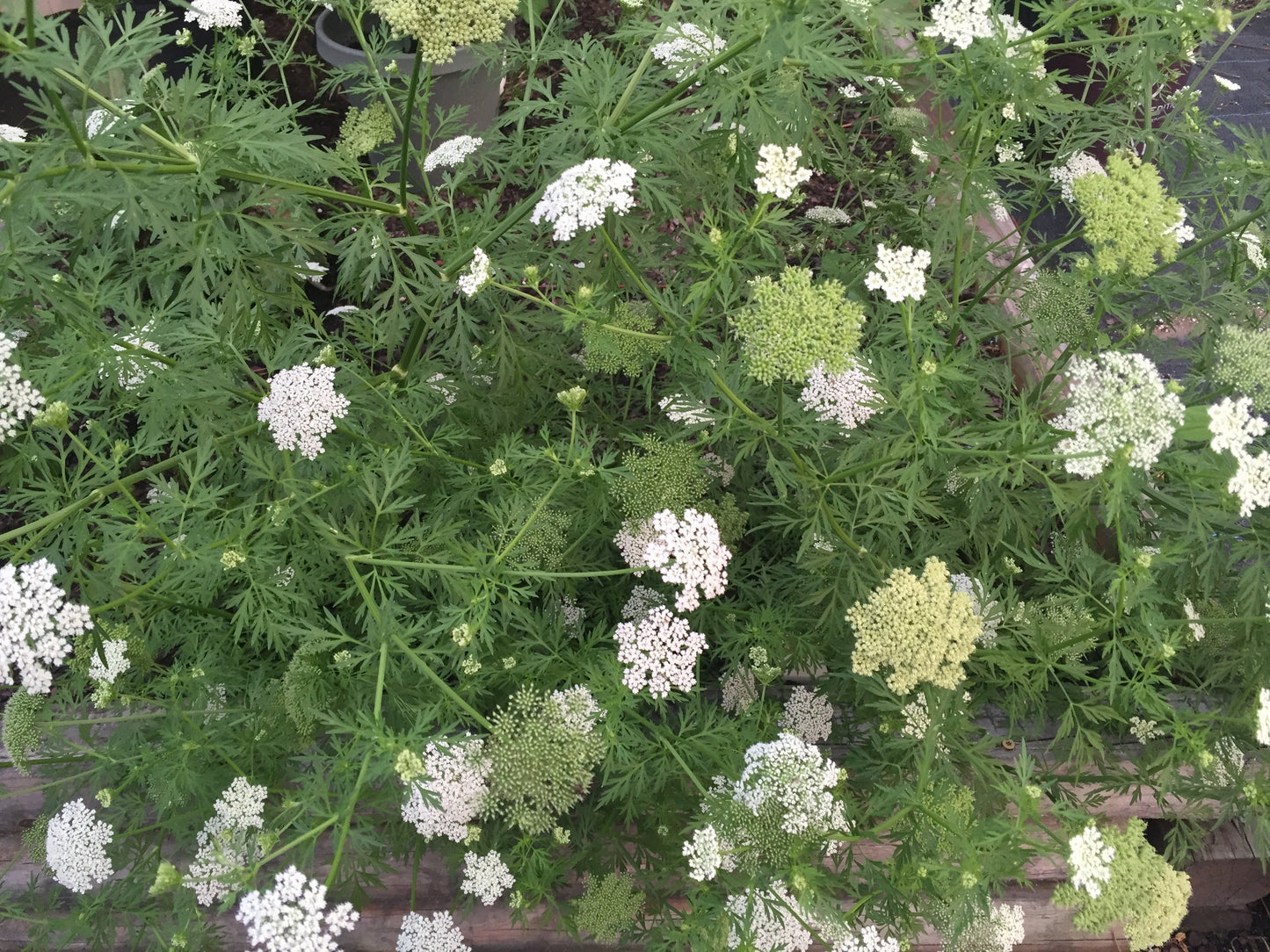 Yarrow Starter Plant - Achillea millefolium - Official Yarrow - Pollinator Magnet! No Shipping To Cailifornia Or Arizona!