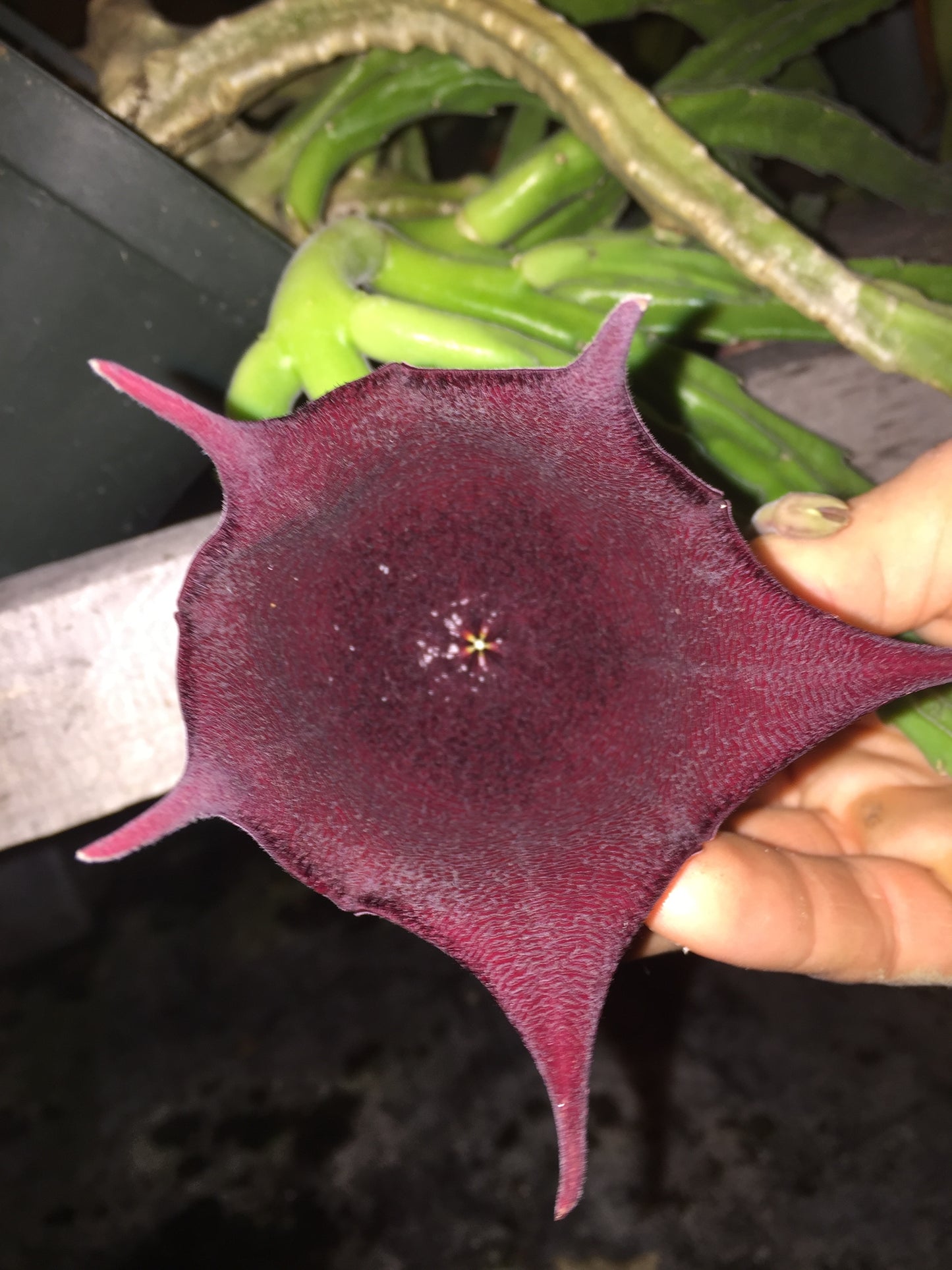 Stapelia Leendertziae 3.5 Inch Potted Plant WELL ROOTED Starfish Cactus - Cannot Ship To California Or Arizona
