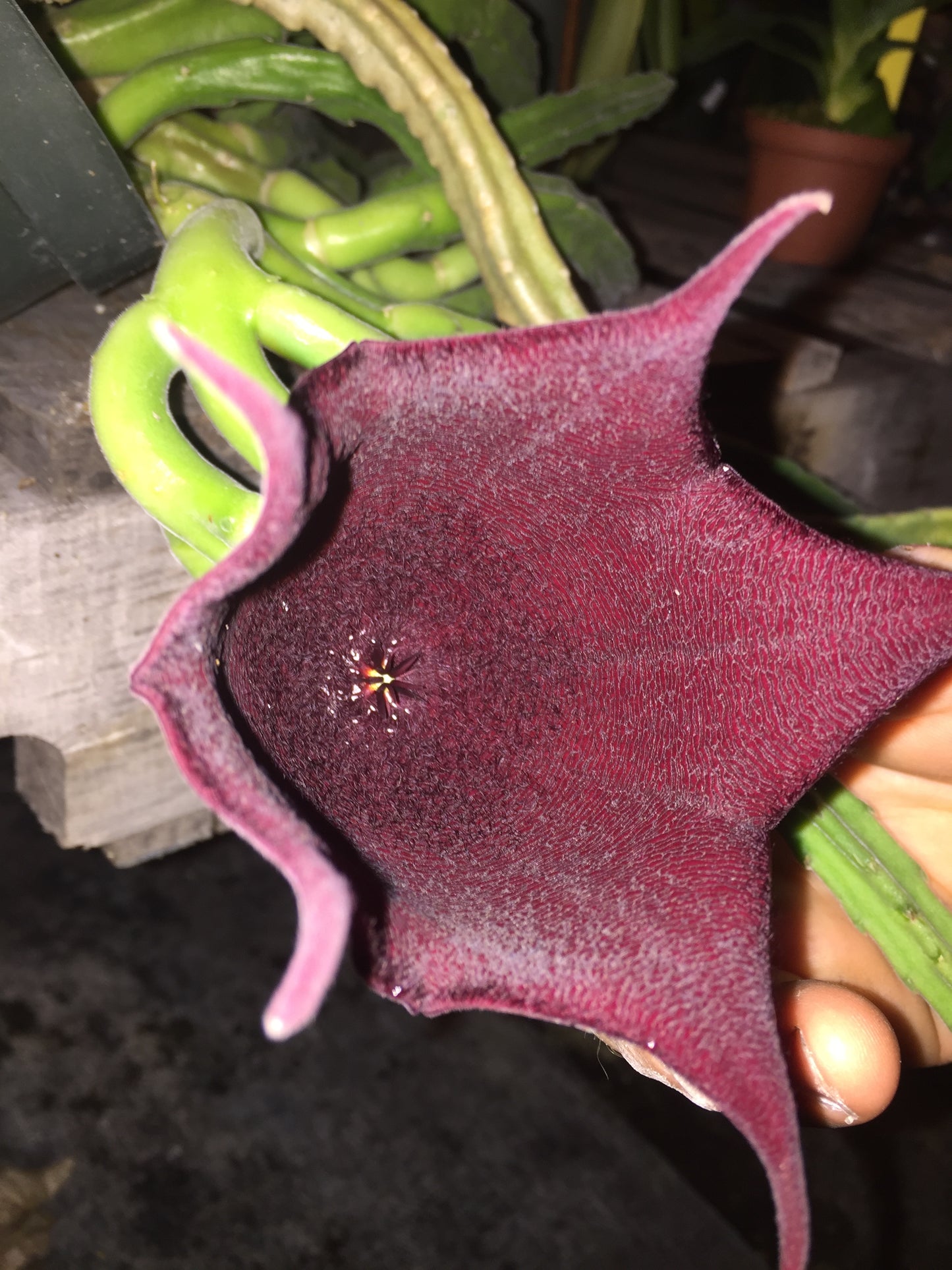 Stapelia Leendertziae 3.5 Inch Potted Plant WELL ROOTED Starfish Cactus - Cannot Ship To California Or Arizona