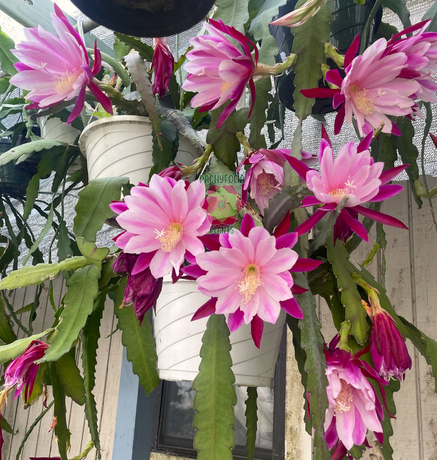 Epiphyllum 'Trapeze' Fully-Rooted Starter Pot