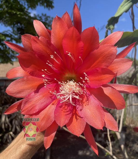 Epiphyllum Hybrid 'Bacchus' Fully-Rooted Starter Pot - Grown In 3" Pot