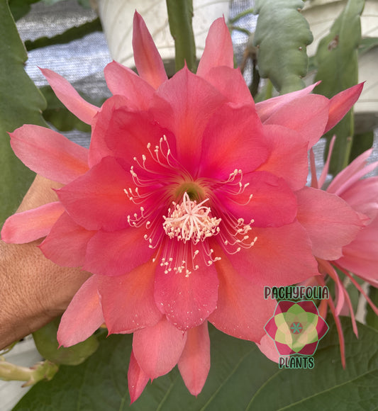 Epiphyllum Hybrid 'Ganesha' 3" Starter Pot - Fully-Rooted