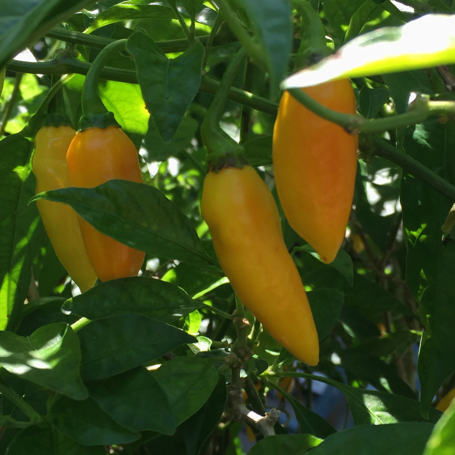Datil Pepper 3" Live Starter Plant - Capsicum Chinense -