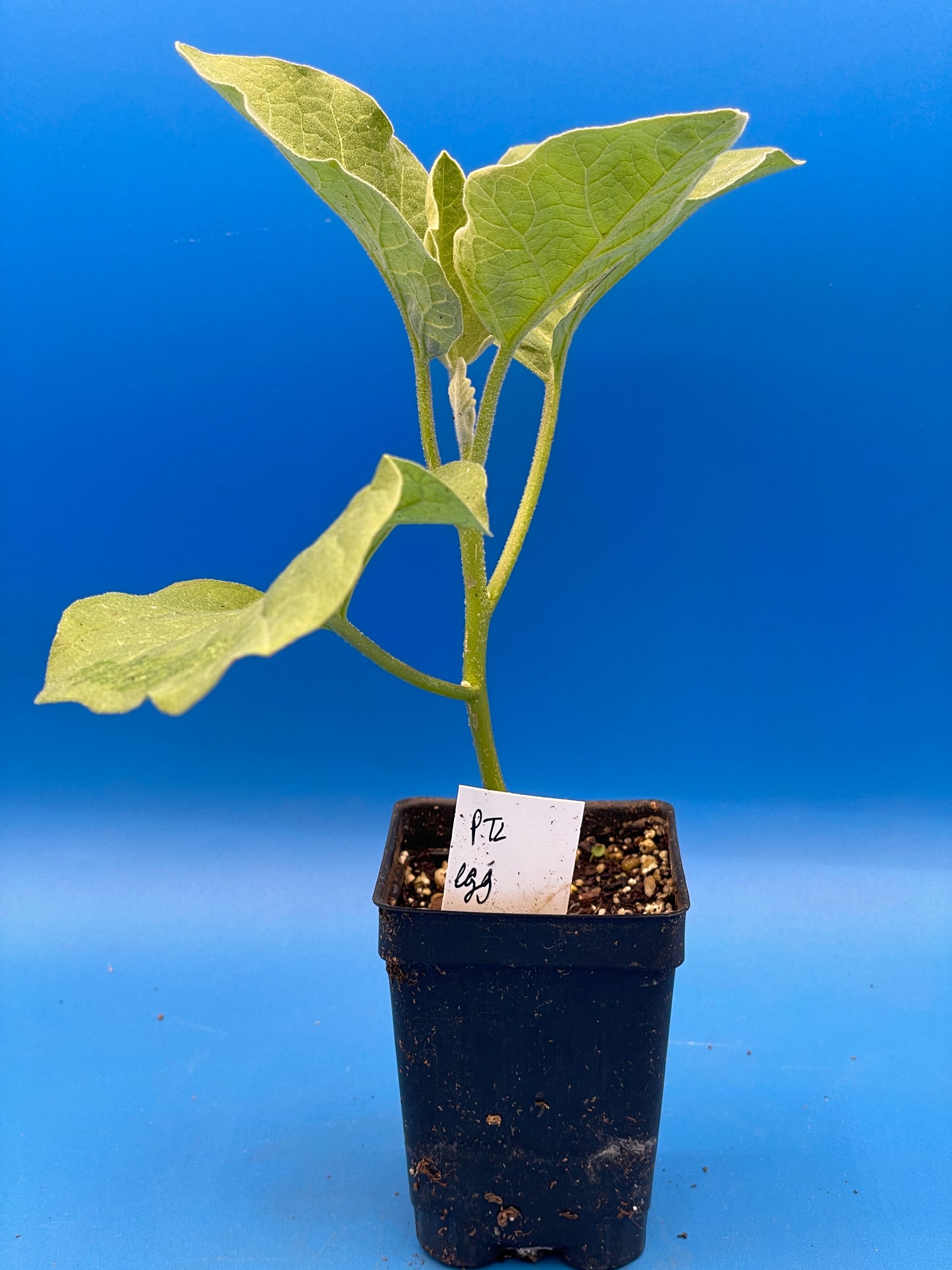 Eggplant, ‘Ping Tung Long’ - 3" Starter Pot - Solanum melongena