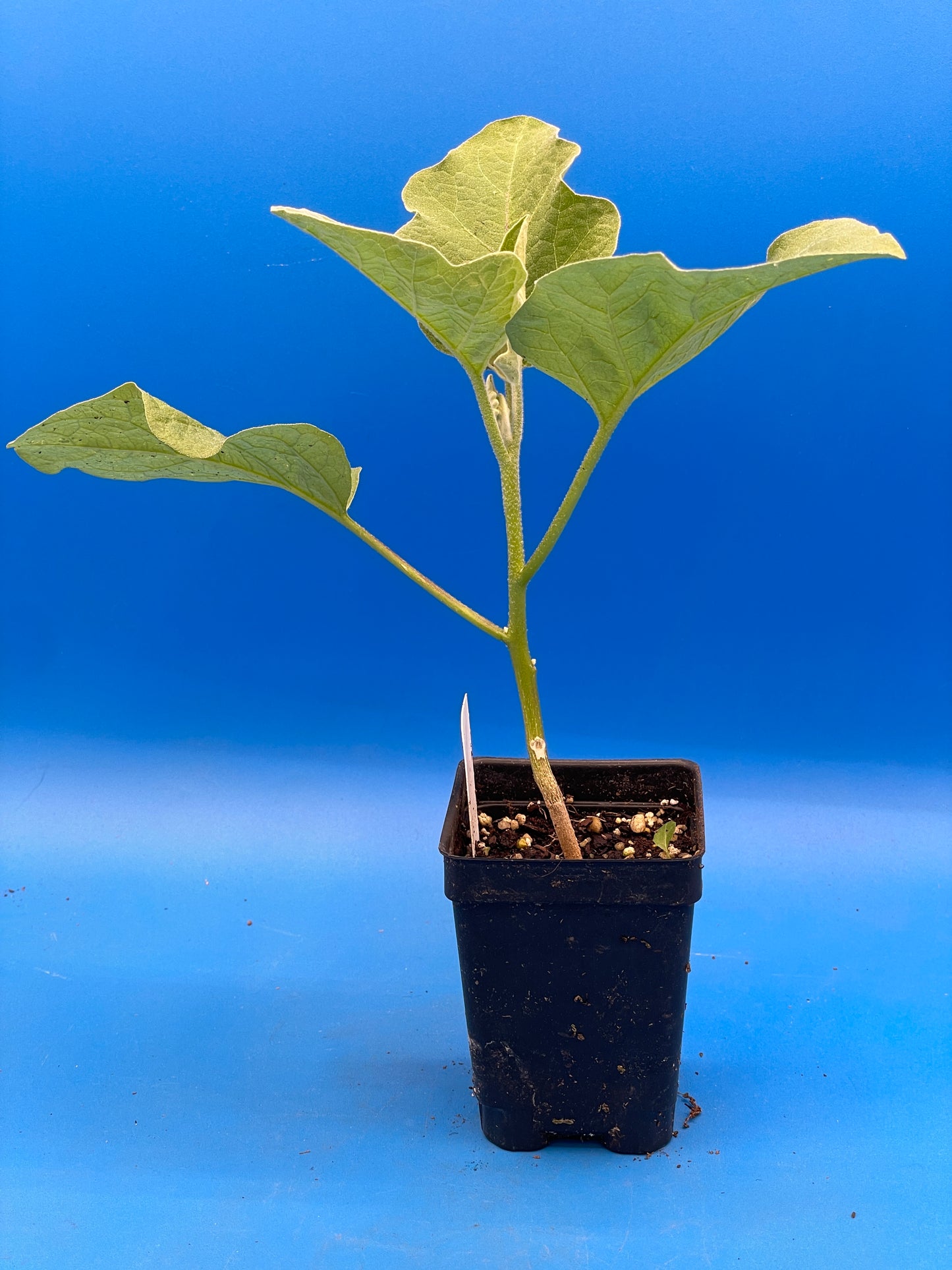Eggplant, ‘Ping Tung Long’ - 3" Starter Pot - Solanum melongena