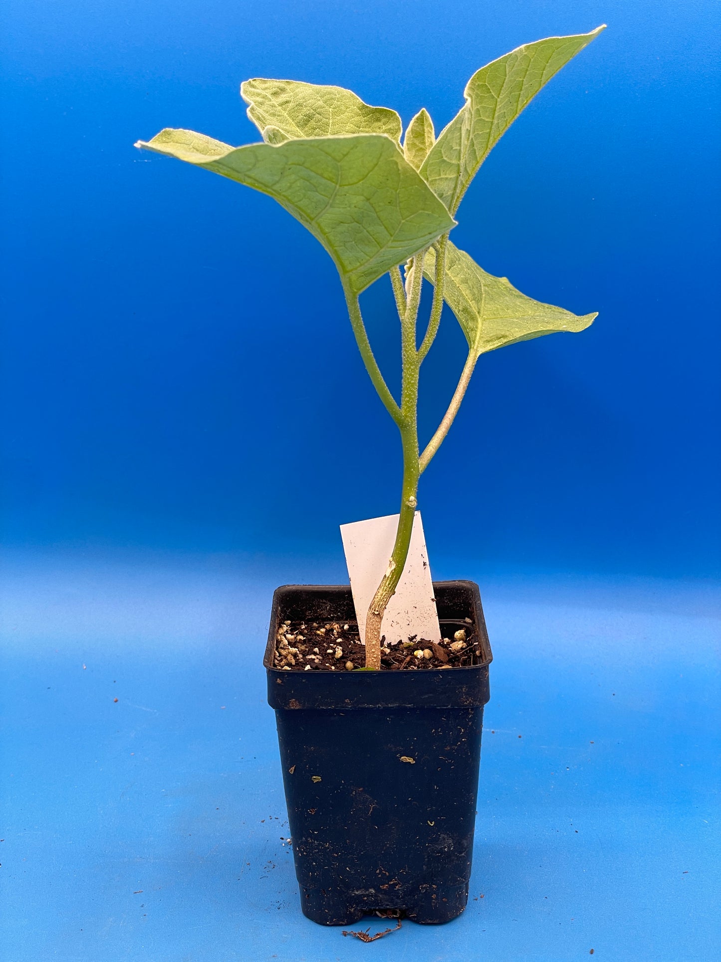 Eggplant, ‘Ping Tung Long’ - 3" Starter Pot - Solanum melongena