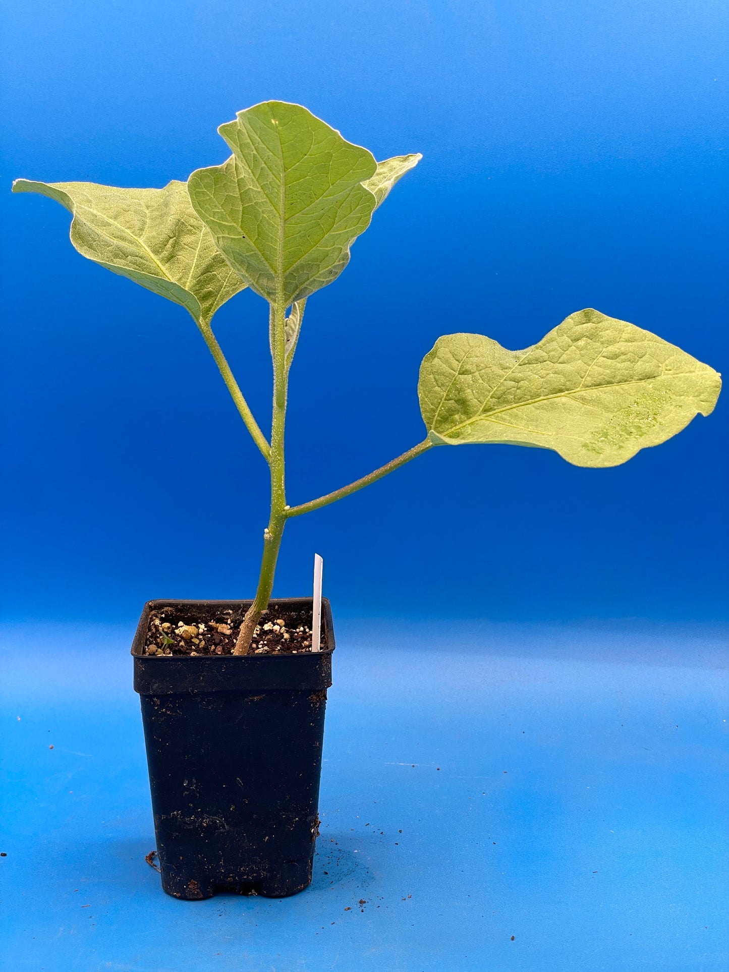 Eggplant, ‘Ping Tung Long’ - 3" Starter Pot - Solanum melongena