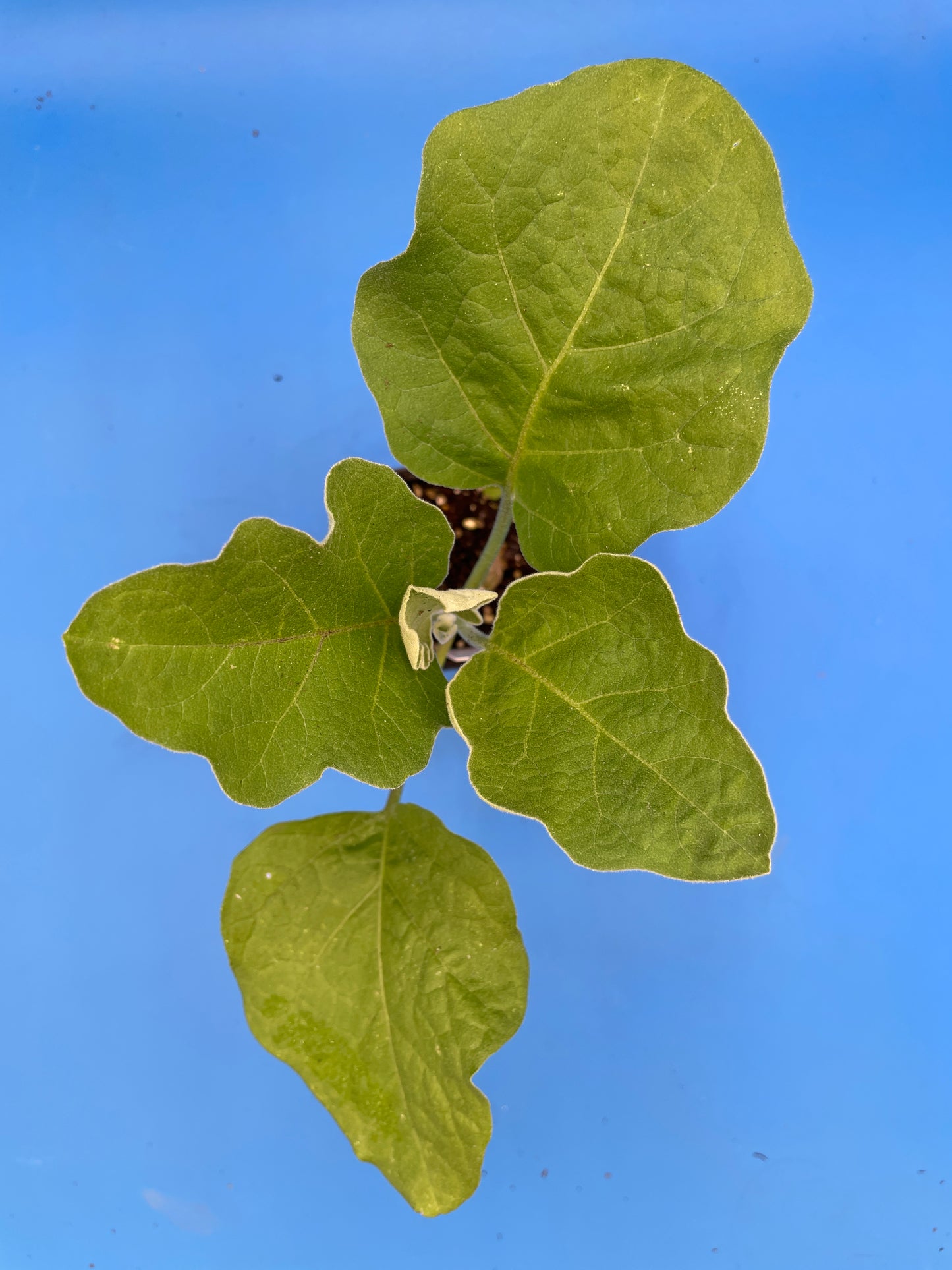 Eggplant, ‘Ping Tung Long’ - 3" Starter Pot - Solanum melongena