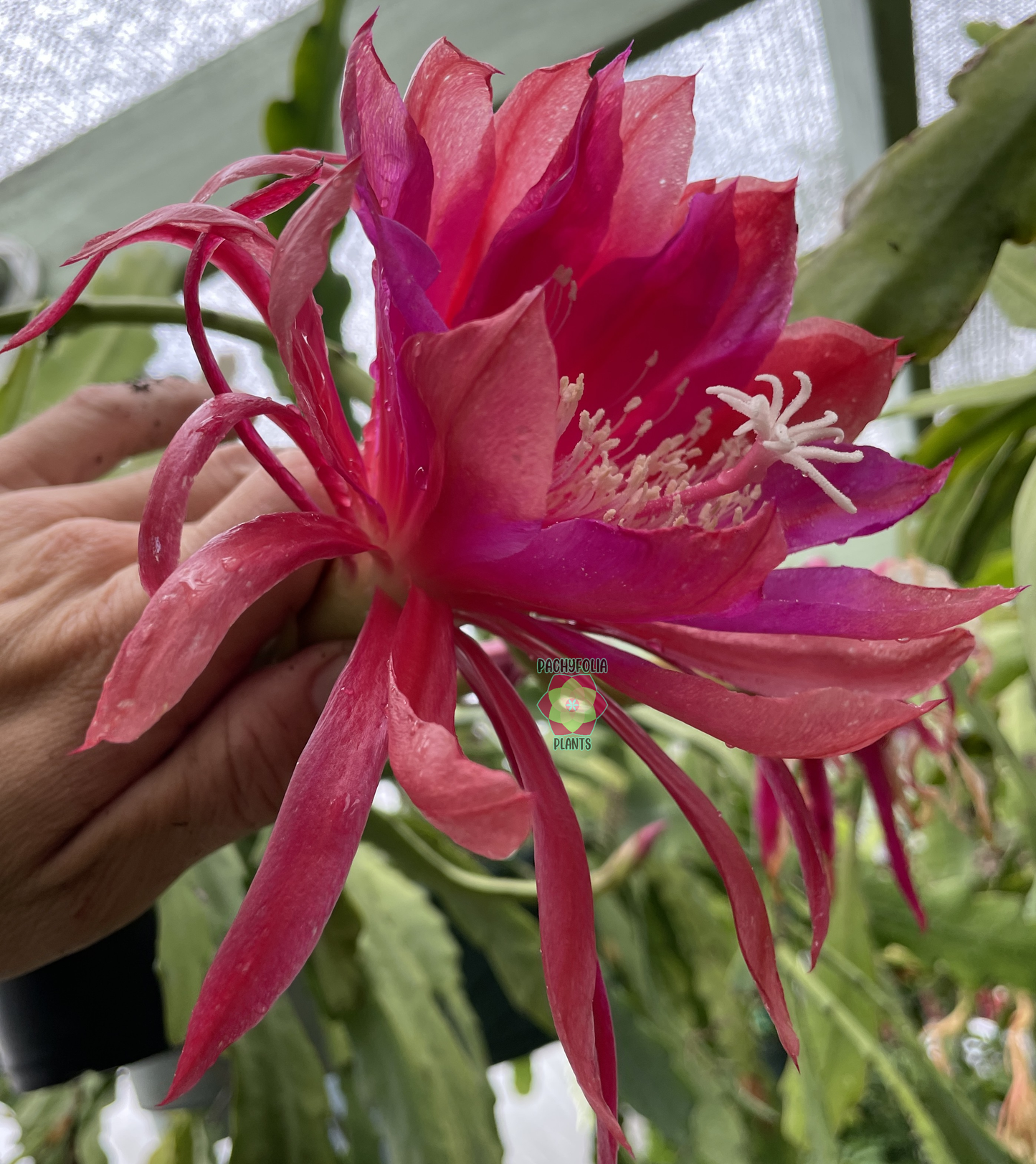 Epiphyllum Hybrid 'Flamboyant Jeff' 3" Starter Pot - Fully-Rooted