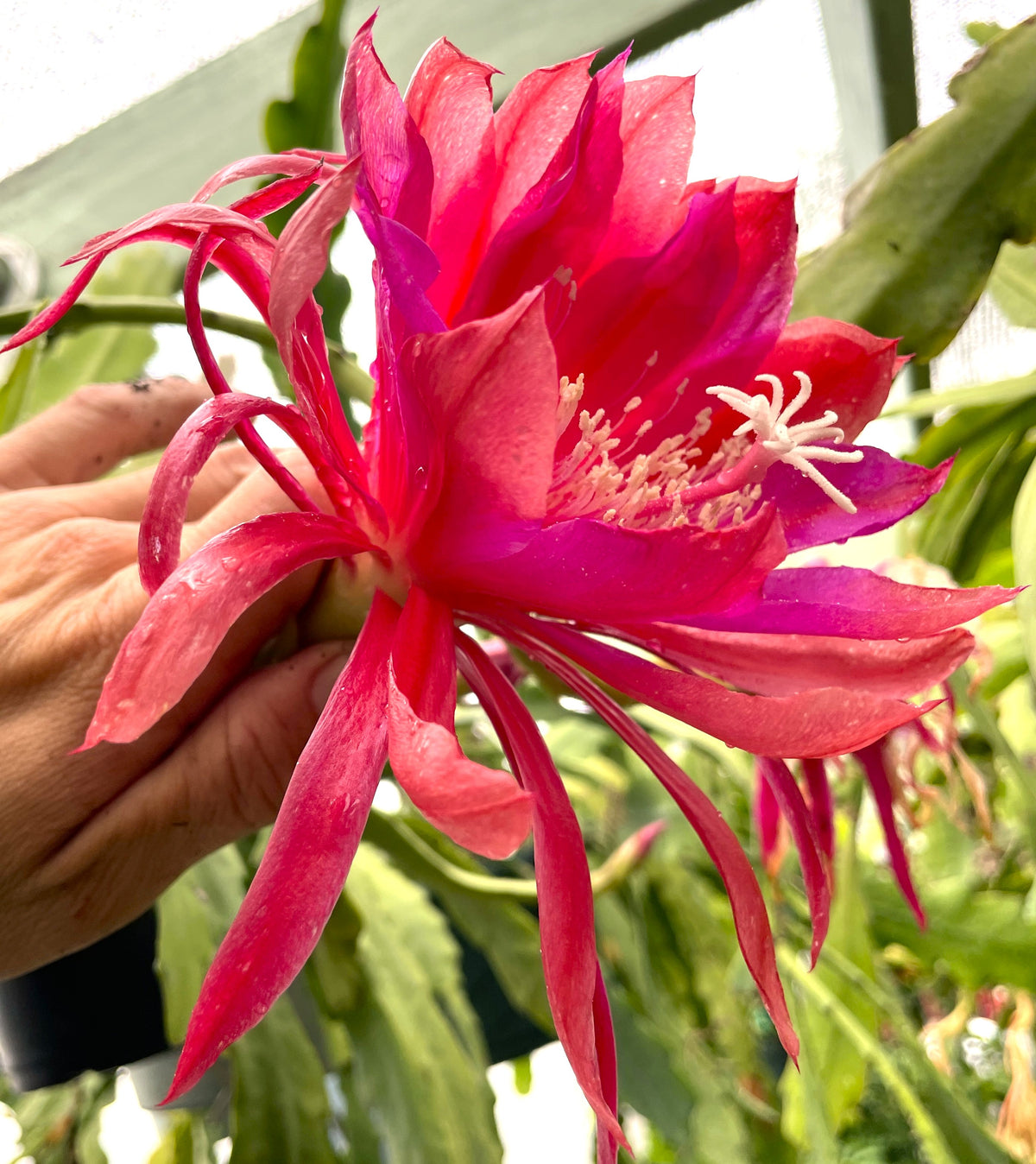 Epiphyllum Hybrid 'Flamboyant Jeff' - Rooted 3" Starter Pot - Orchid Cactus