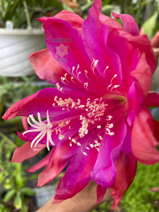 Epiphyllum Hybrid 'Flamboyant Jeff' 3" Starter Pot - Fully-Rooted