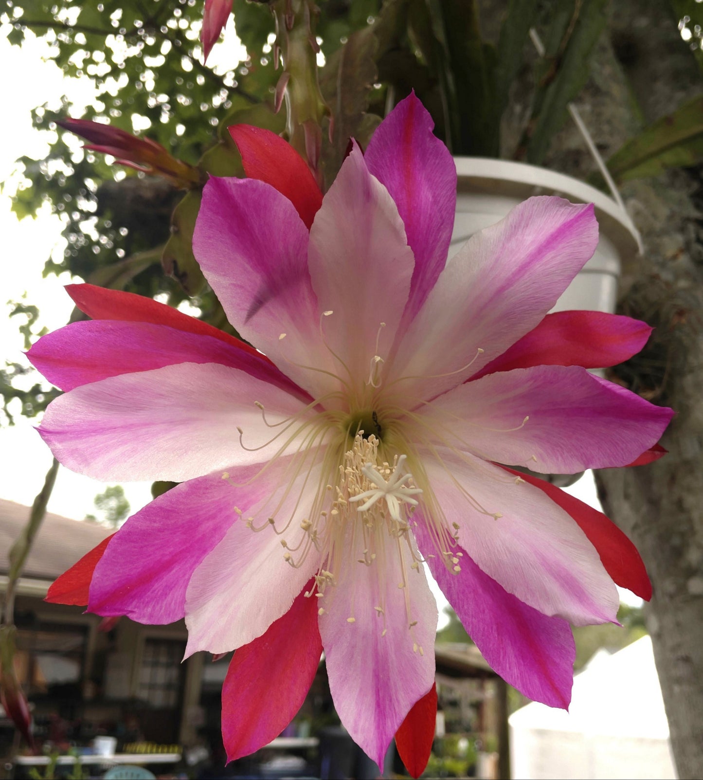 Epiphyllum Hybrid 'Wild Thing' In 3" Starter Pot - Fully - Rooted