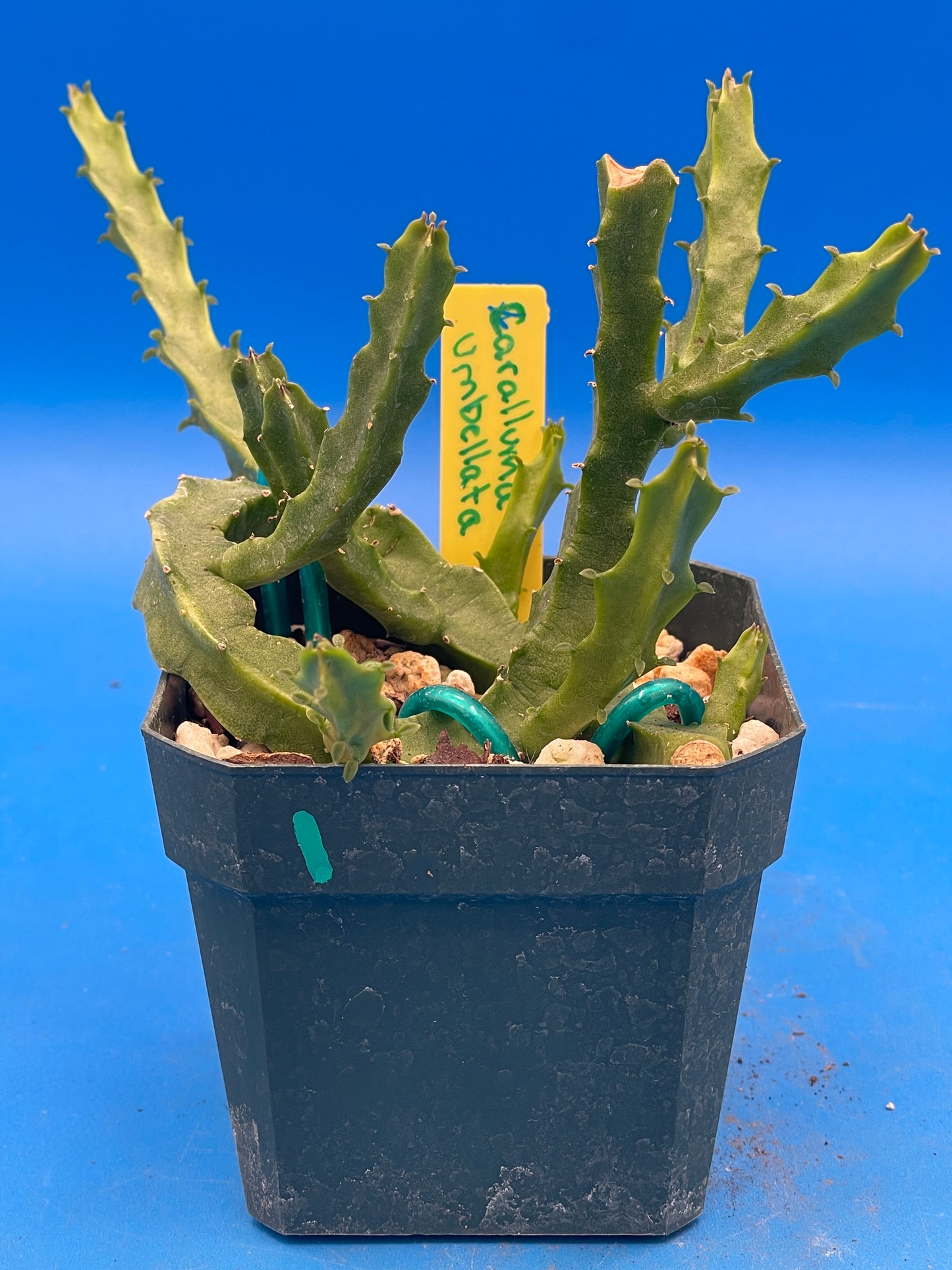 Caralluma Umbellata - Full and Healthy! Very rare - 3.5 Inch Potted Plant WELL ROOTED! Healthy!