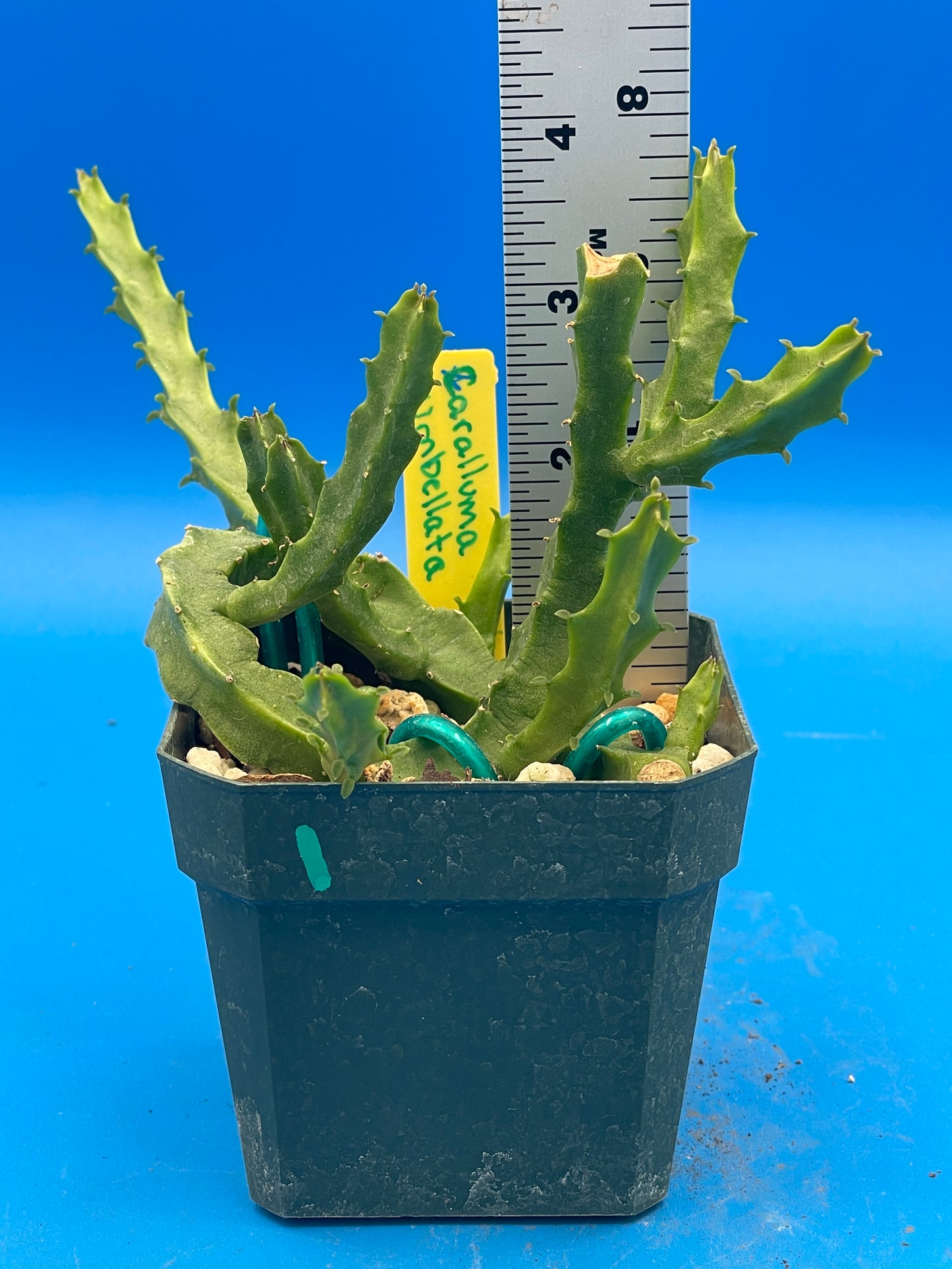 Caralluma Umbellata - Full and Healthy! Very rare - 3.5 Inch Potted Plant WELL ROOTED! Healthy!