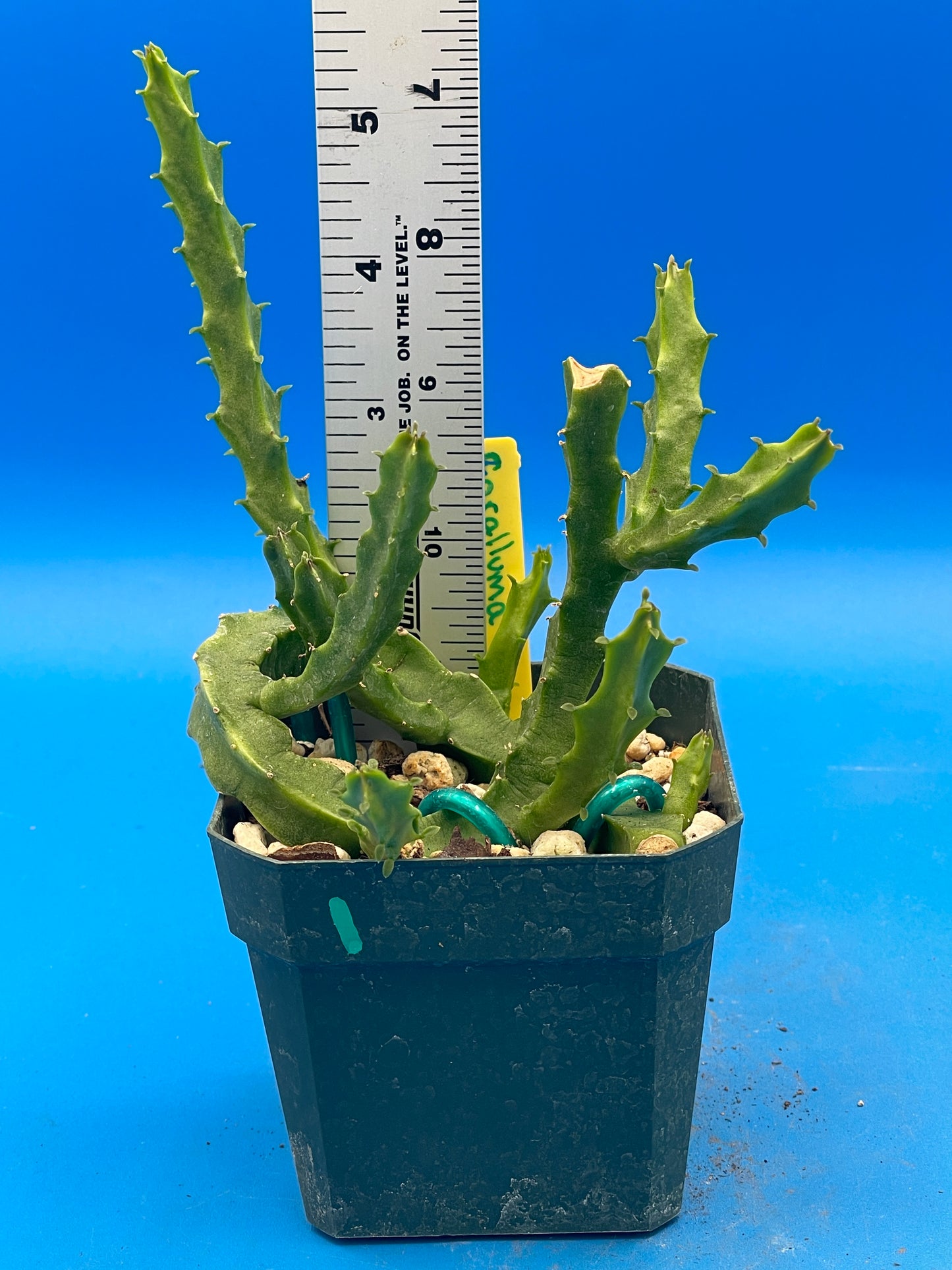 Caralluma Umbellata - Full and Healthy! Very rare - 3.5 Inch Potted Plant WELL ROOTED! Healthy!