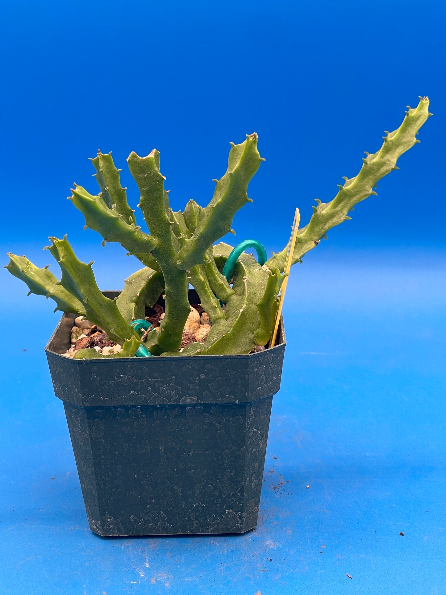 Caralluma Umbellata - Full and Healthy! Very rare - 3.5 Inch Potted Plant WELL ROOTED! Healthy!