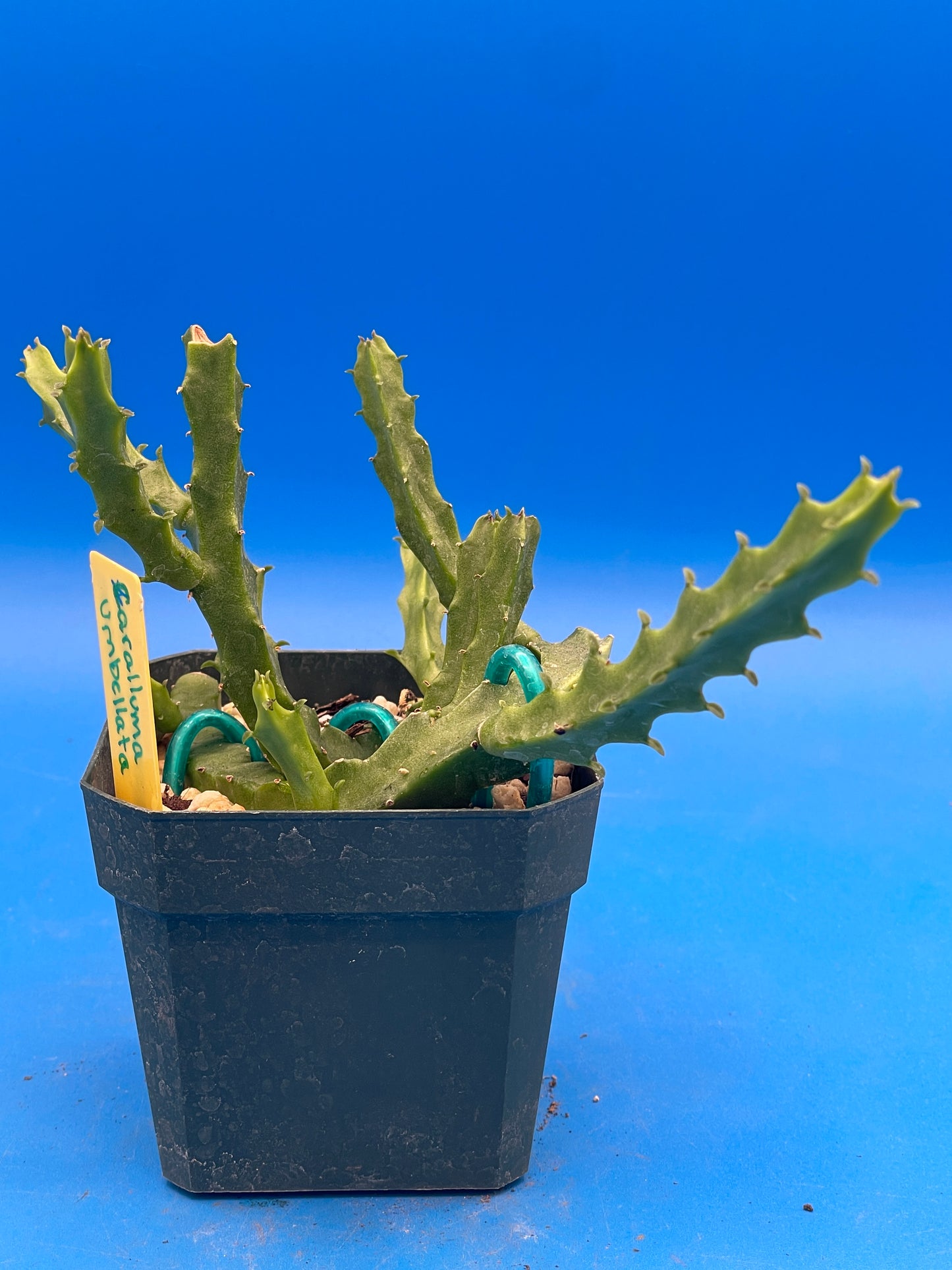 Caralluma Umbellata - Full and Healthy! Very rare - 3.5 Inch Potted Plant WELL ROOTED! Healthy!