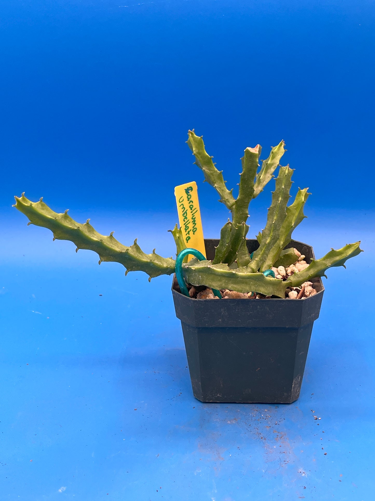 Caralluma Umbellata - Full and Healthy! Very rare - 3.5 Inch Potted Plant WELL ROOTED! Healthy!
