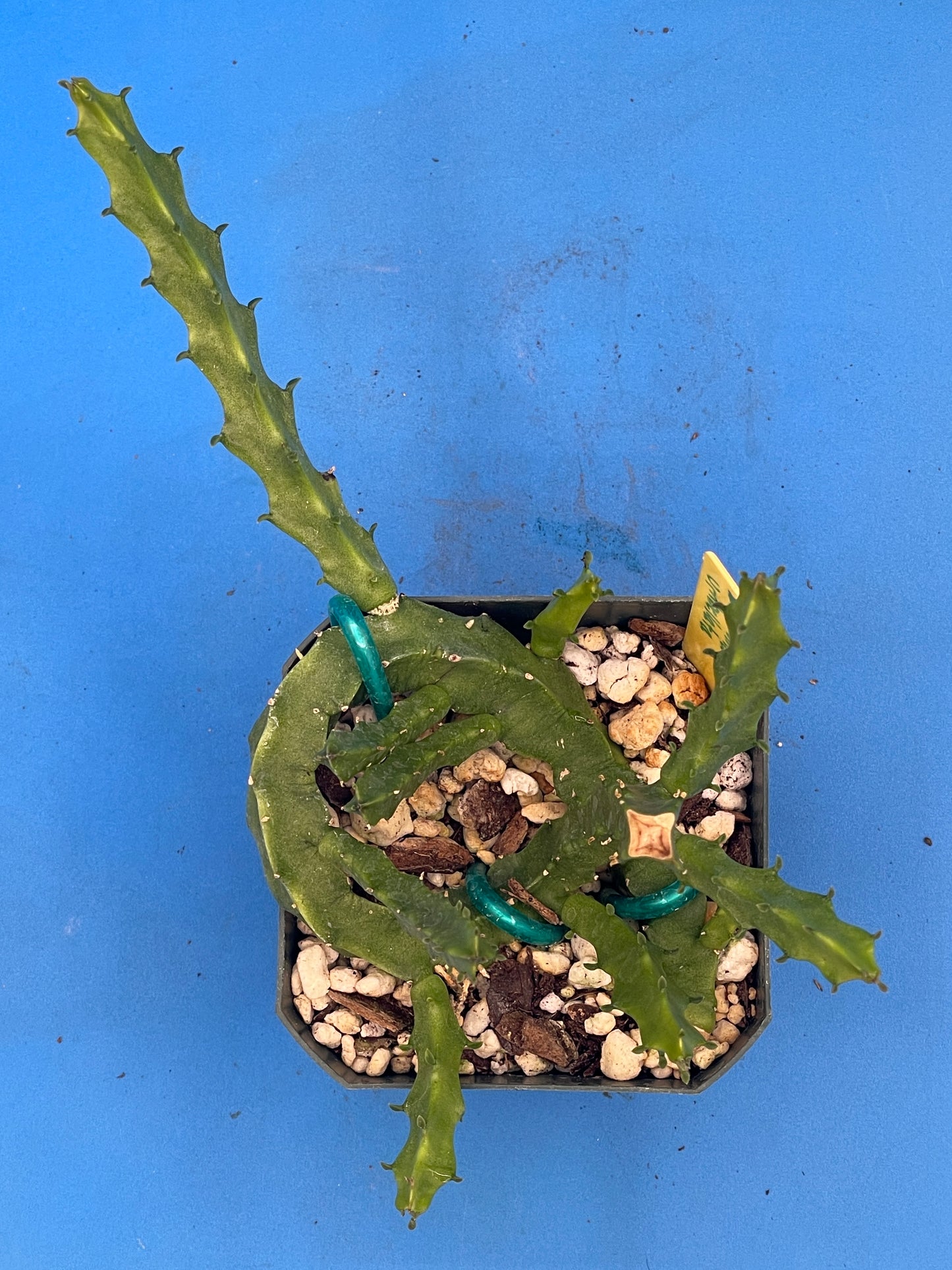 Caralluma Umbellata - Full and Healthy! Very rare - 3.5 Inch Potted Plant WELL ROOTED! Healthy!