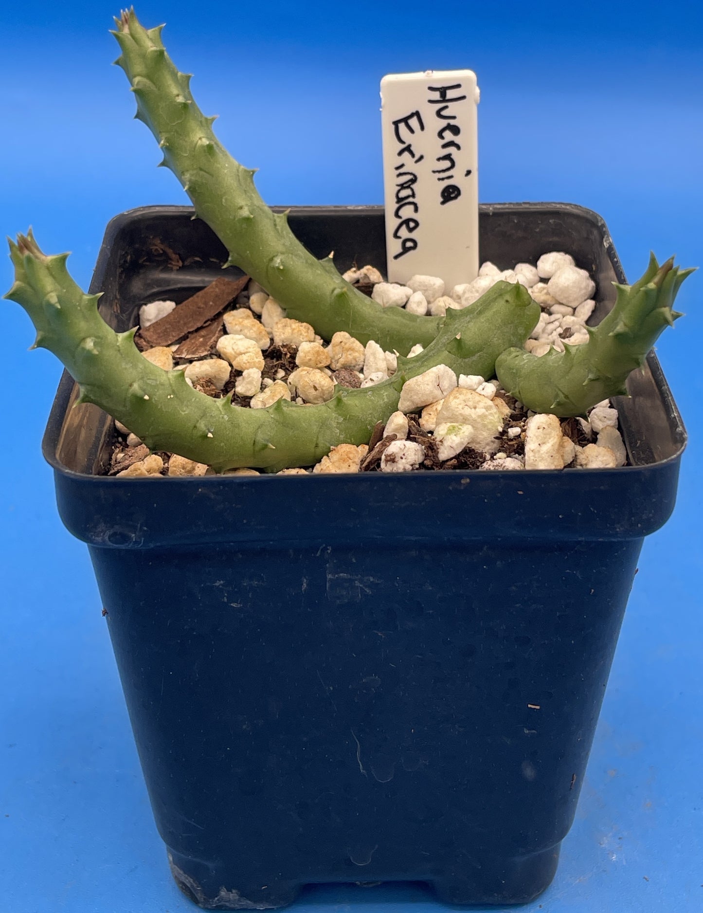 Huernia Erinacea - Rooted And Growing In 3.5" Pot - Rare!