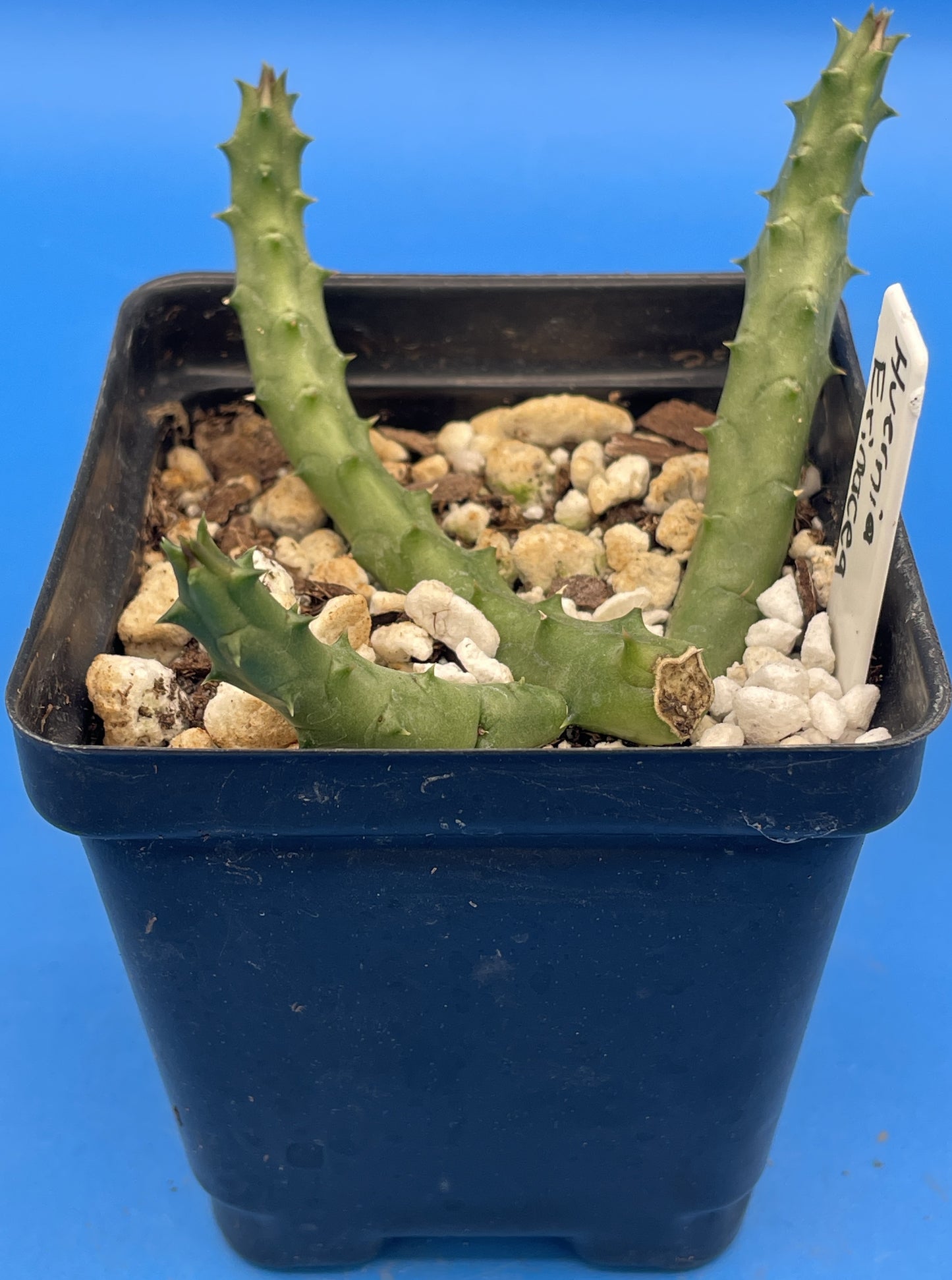 Huernia Erinacea - Rooted And Growing In 3.5" Pot - Rare!
