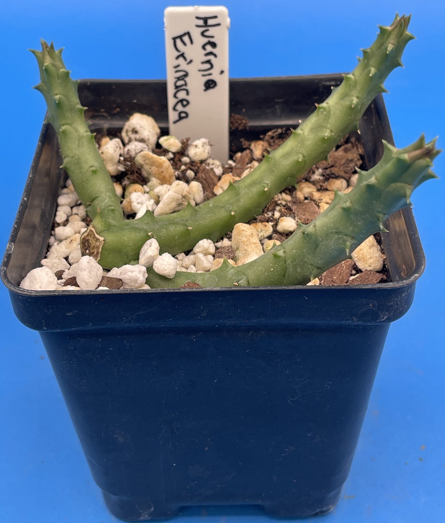Huernia Erinacea - Rooted And Growing In 3.5" Pot - Rare!