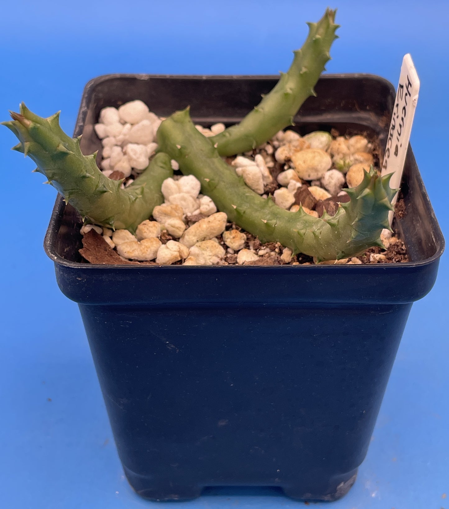 Huernia Erinacea - Rooted And Growing In 3.5" Pot - Rare!