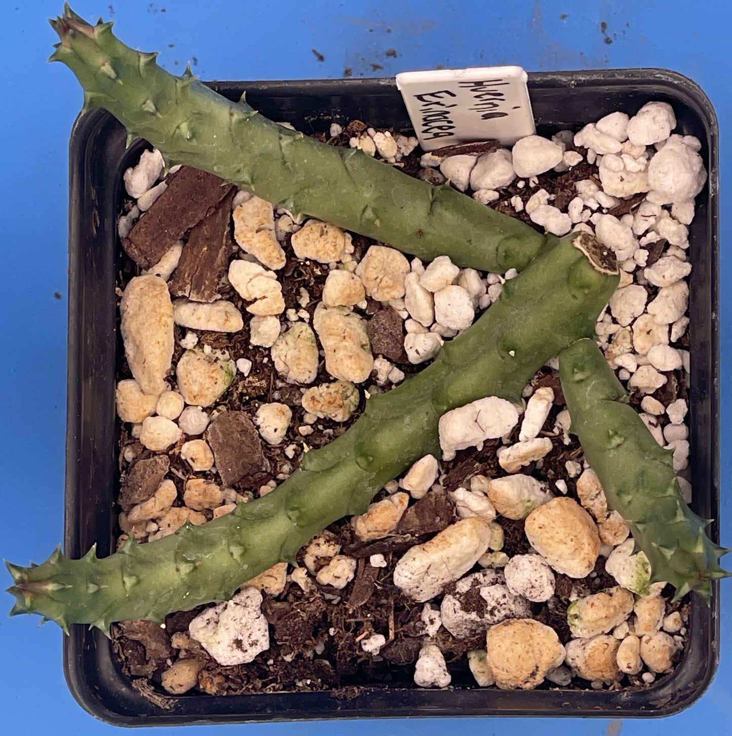 Huernia Erinacea - Rooted And Growing In 3.5" Pot - Rare!