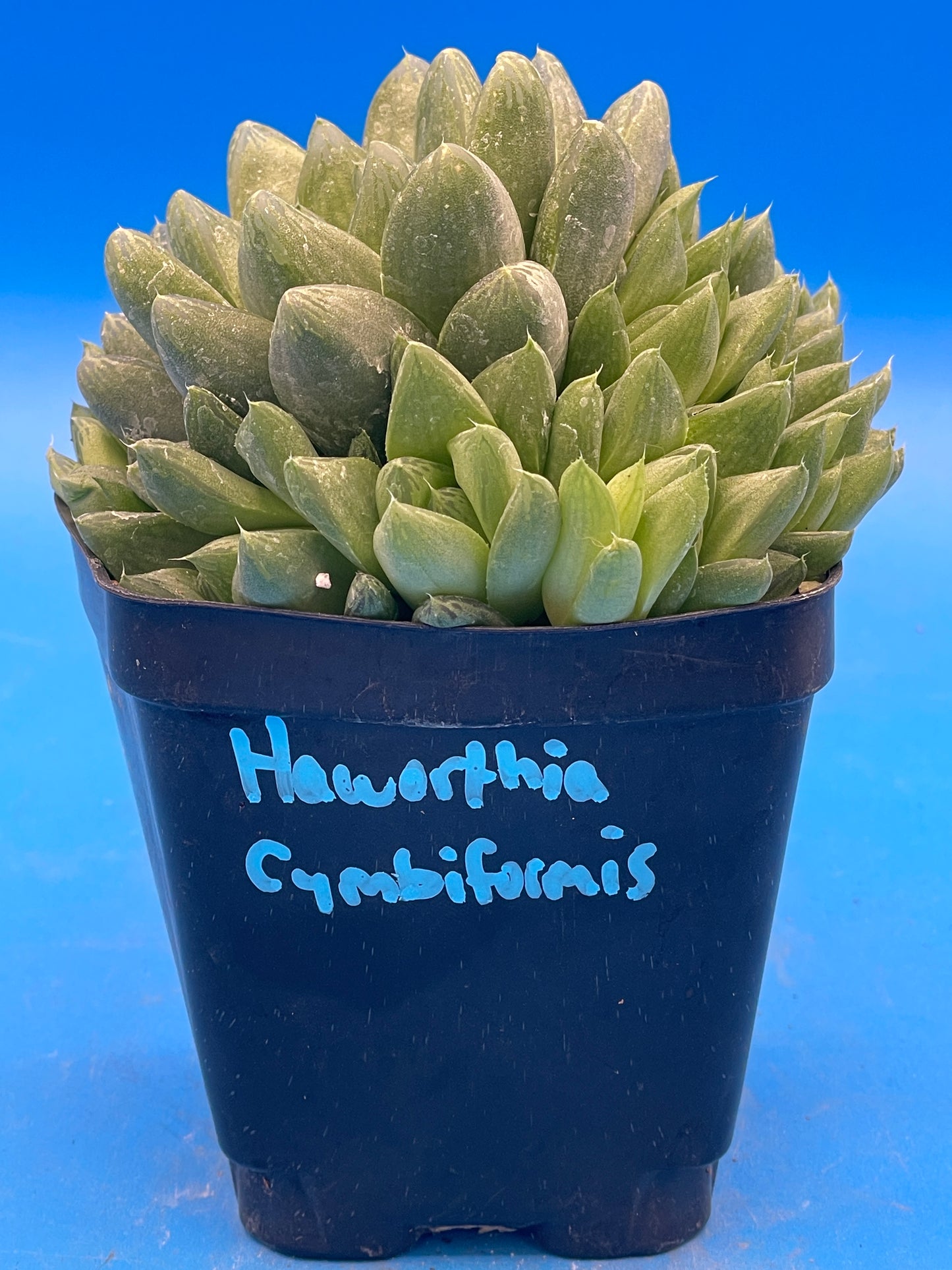 Haworthia Cymbiformis - Cathedral Window Haworthia - Shown in 3.5” pot - No Shipping To California Or Arizona!