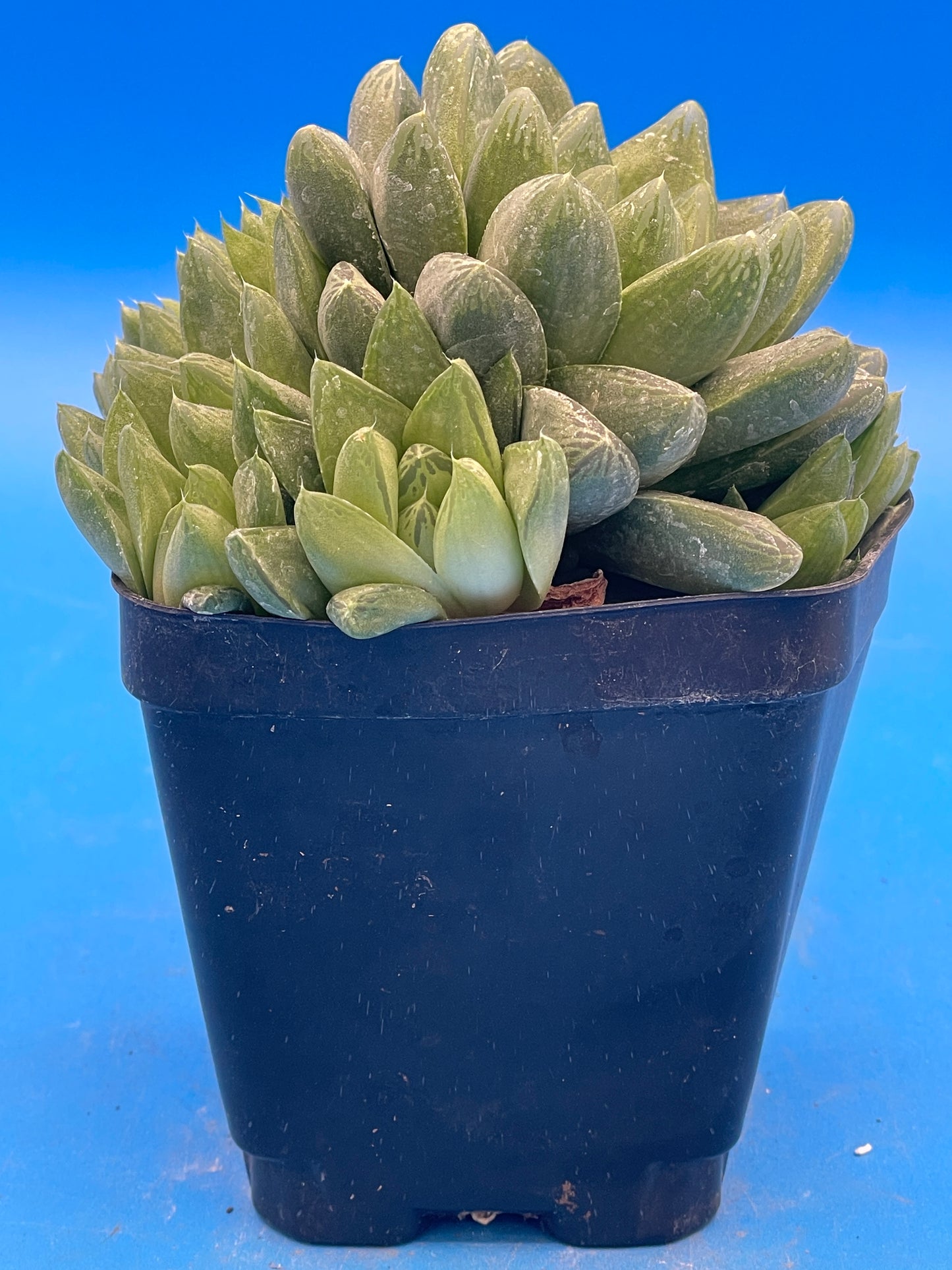 Haworthia Cymbiformis - Cathedral Window Haworthia - Shown in 3.5” pot - No Shipping To California Or Arizona!