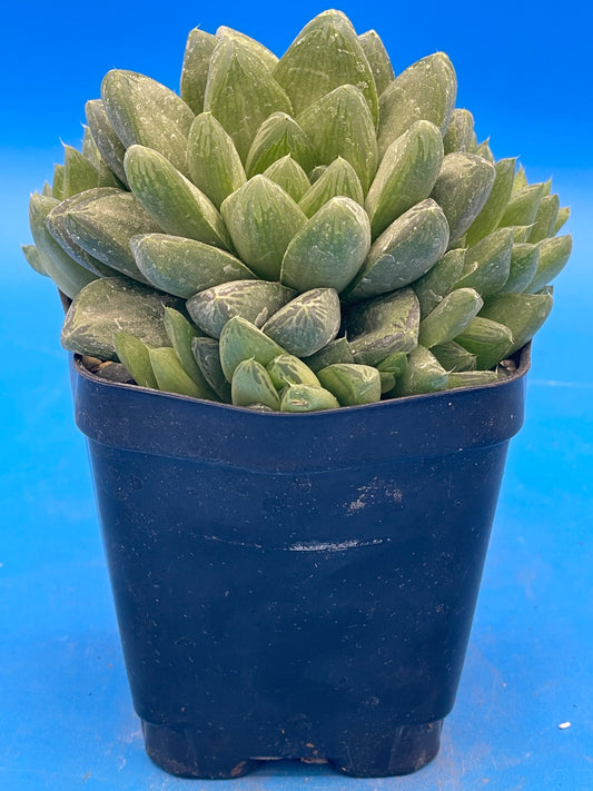 Haworthia Cymbiformis - Cathedral Window Haworthia - Shown in 3.5” pot - No Shipping To California Or Arizona!