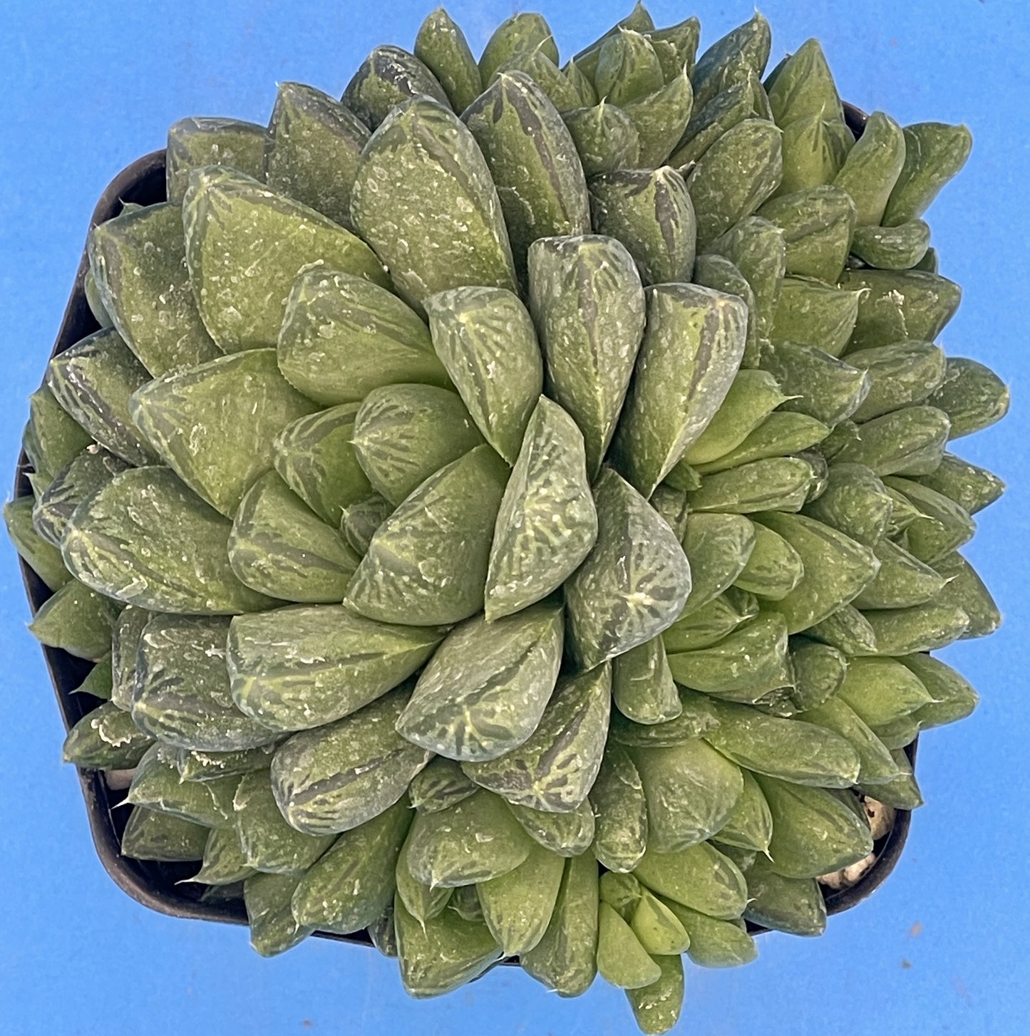 Haworthia Cymbiformis - Cathedral Window Haworthia - Shown in 3.5” pot - No Shipping To California Or Arizona!