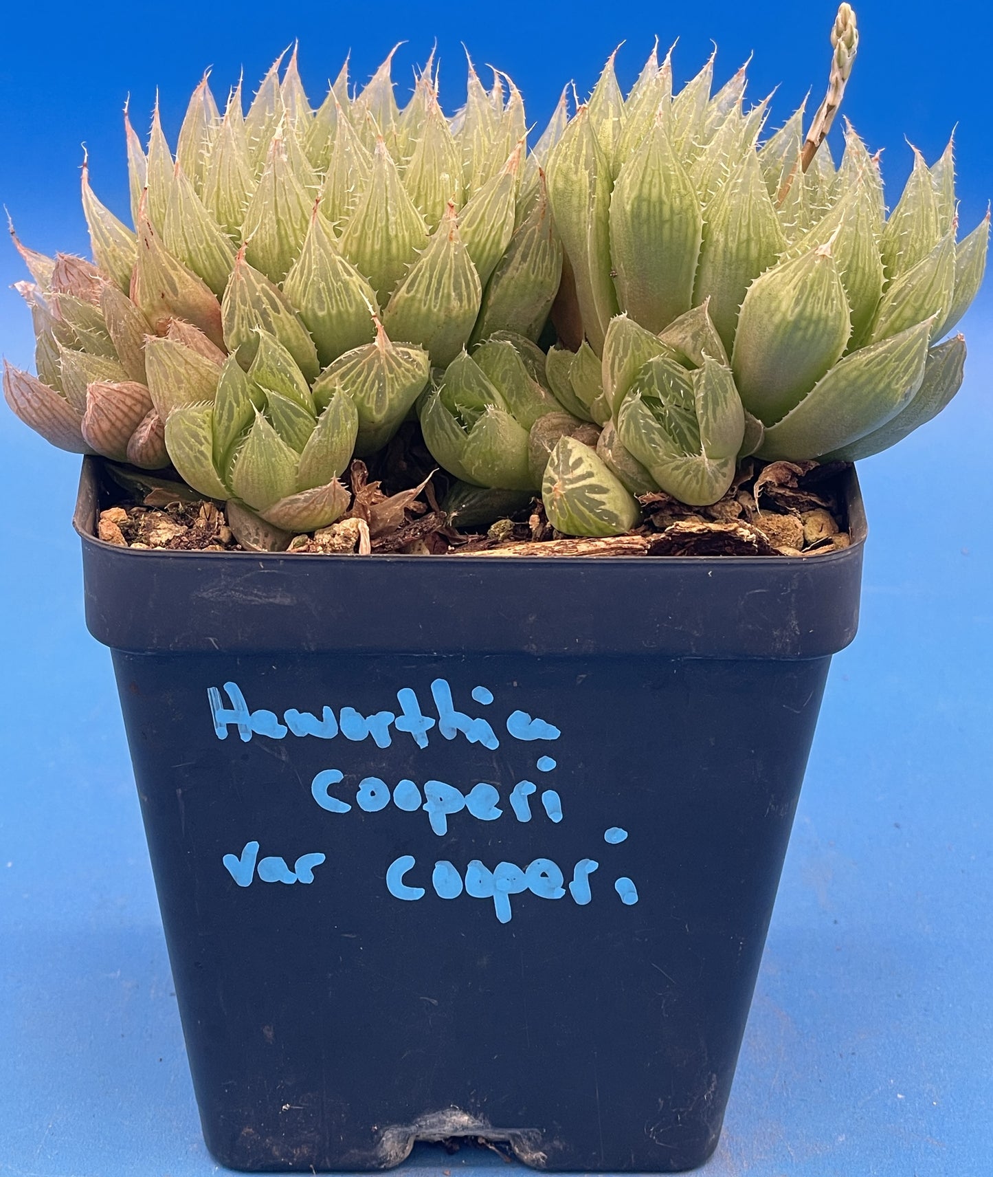 Haworthia Cooperi var Cooperi - Haworthia Vittata - 3.5” Pot ! - No Shipping To California Or Arizona!