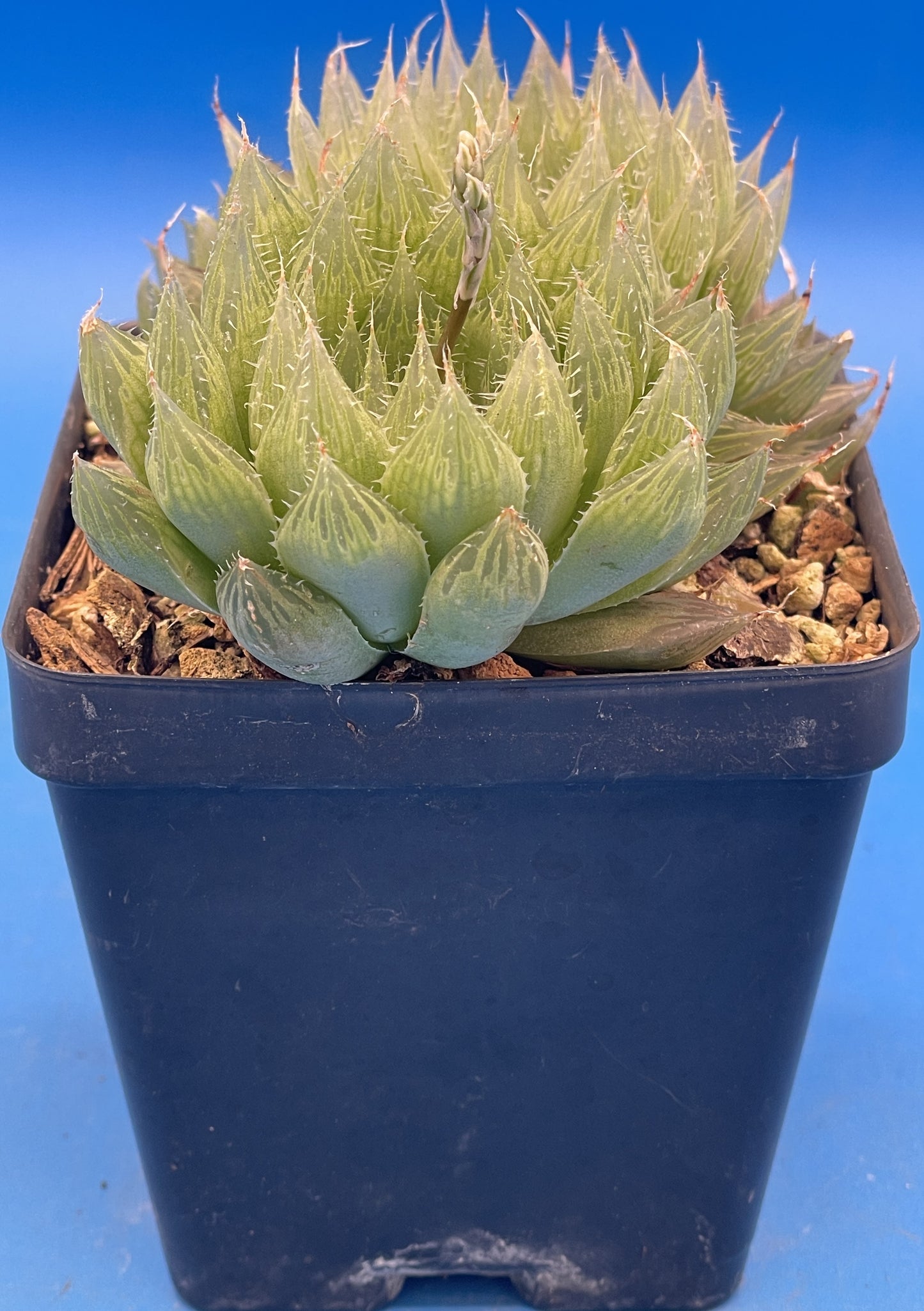 Haworthia Cooperi var Cooperi - Haworthia Vittata - 3.5” Pot ! - No Shipping To California Or Arizona!