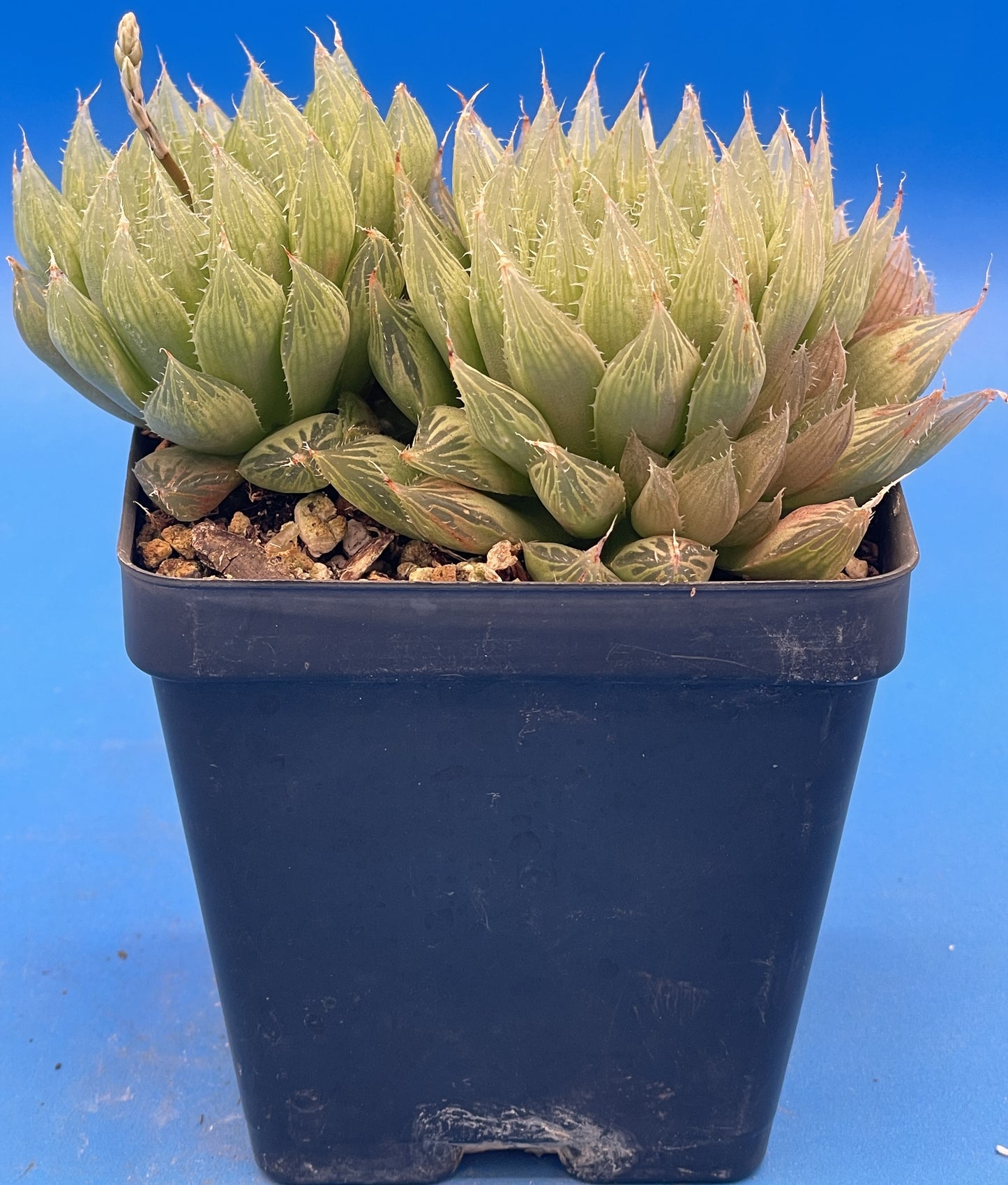 Haworthia Cooperi var Cooperi - Haworthia Vittata - 3.5” Pot ! - No Shipping To California Or Arizona!