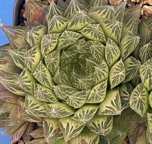 Haworthia Cooperi var Cooperi - Haworthia Vittata - 3.5” Pot ! - No Shipping To California Or Arizona!