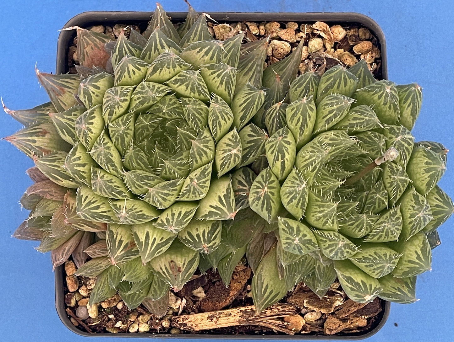 Haworthia Cooperi var Cooperi - Haworthia Vittata - 3.5” Pot ! - No Shipping To California Or Arizona!