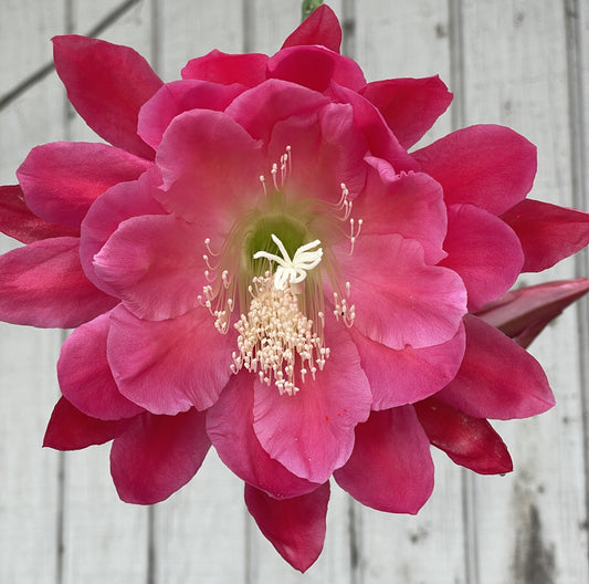 Epiphyllum Hybrid 'Nini's Two Toned Pink' 3" Starter Pot - Fully-Rooted