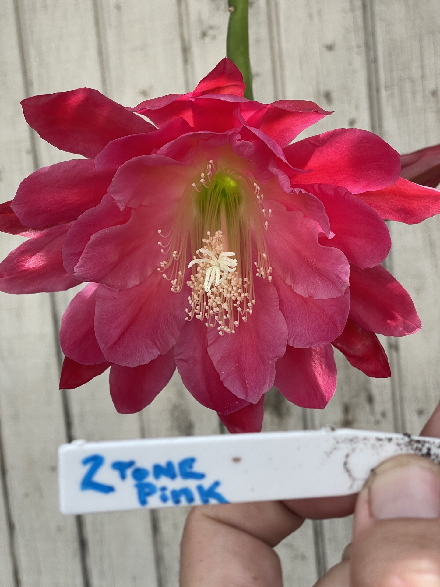 Epiphyllum Hybrid 'Nini's Two Toned Pink' 3" Starter Pot - Fully-Rooted