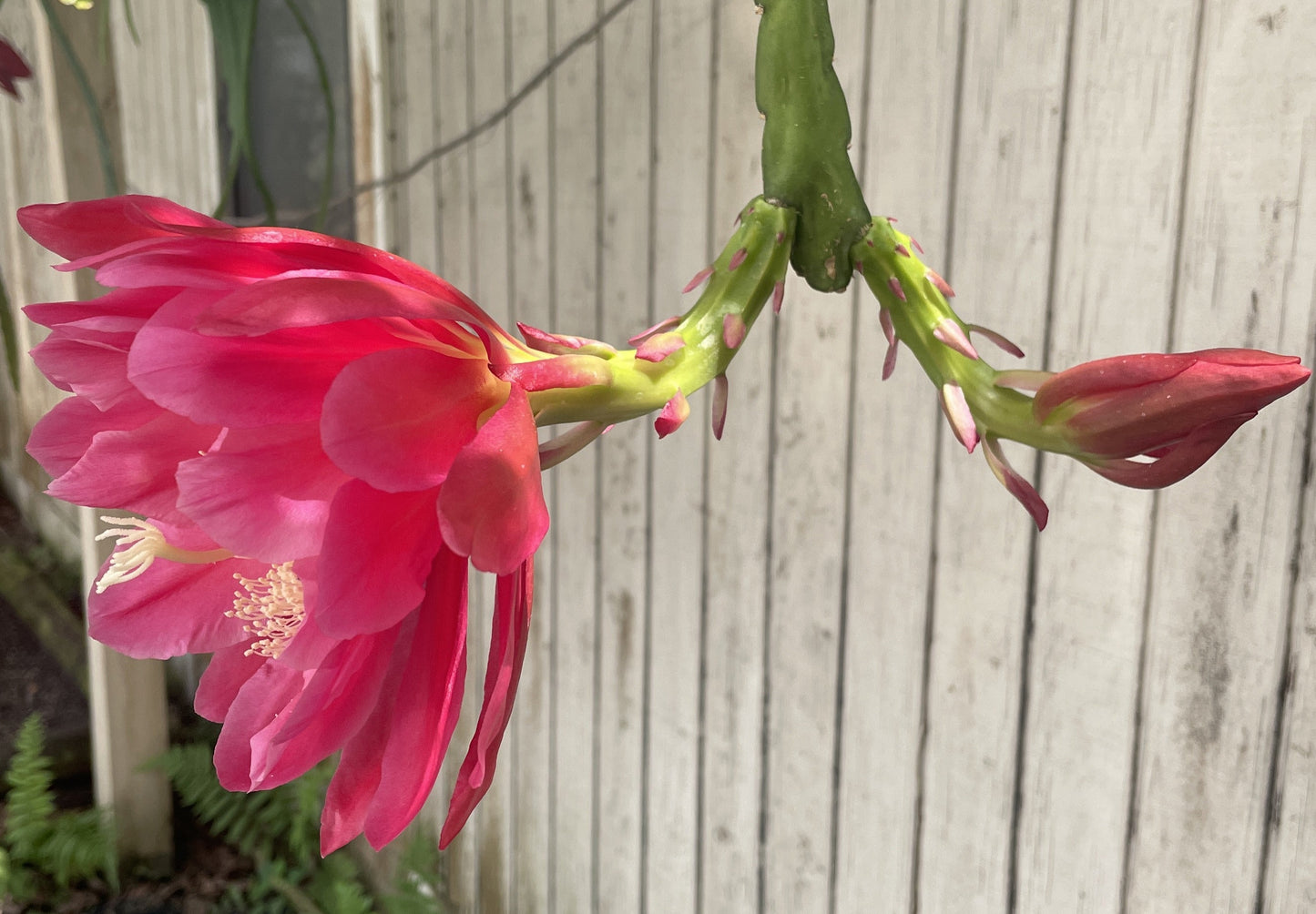 Epiphyllum Hybrid 'Nini's Two Toned Pink' 3" Starter Pot - Fully-Rooted