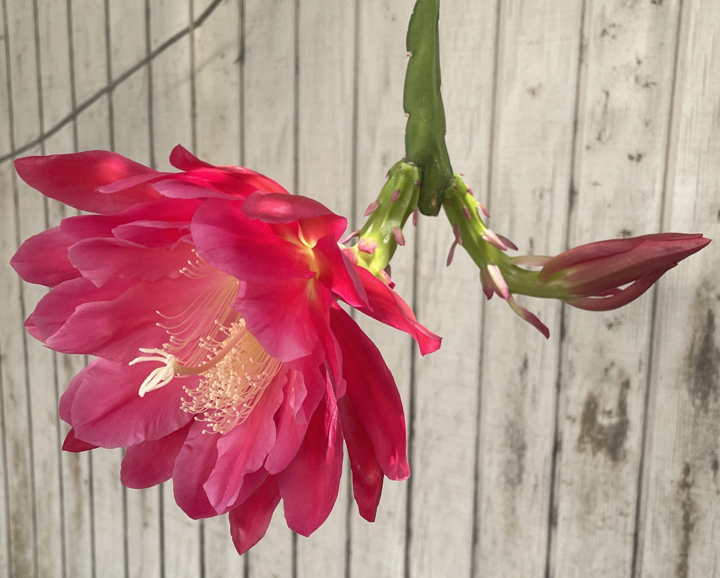 Epiphyllum Hybrid 'Nini's Two Toned Pink' 3" Starter Pot - Fully-Rooted
