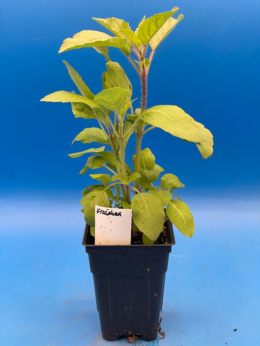 Tulsi, Krishna - Live Plant 3" Starter Pot - Holy Basil - Ocimum Sanctum