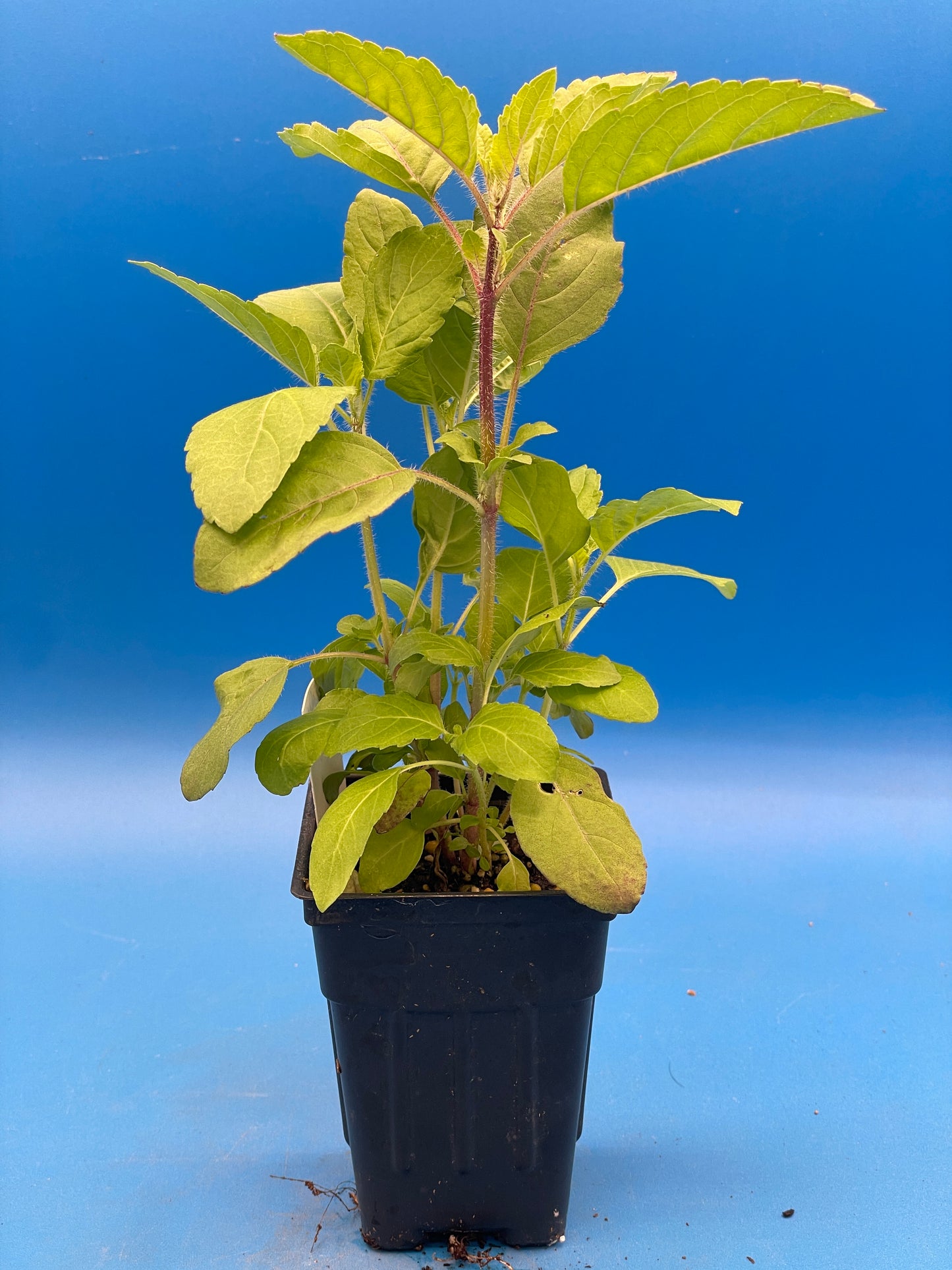 Tulsi, Krishna - Live Plant 3" Starter Pot - Holy Basil - Ocimum Sanctum