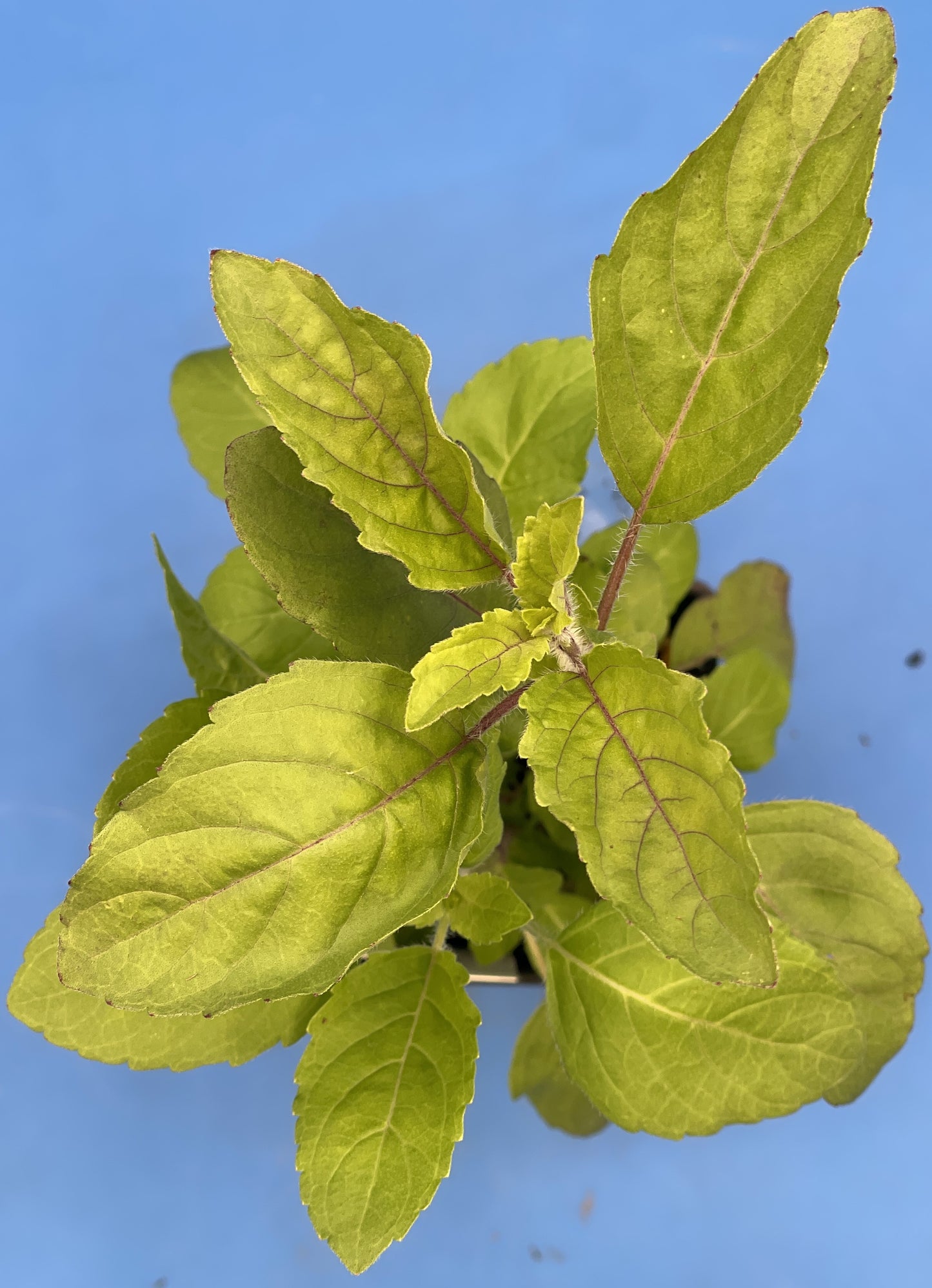 Tulsi, Krishna - Live Plant 3" Starter Pot - Holy Basil - Ocimum Sanctum
