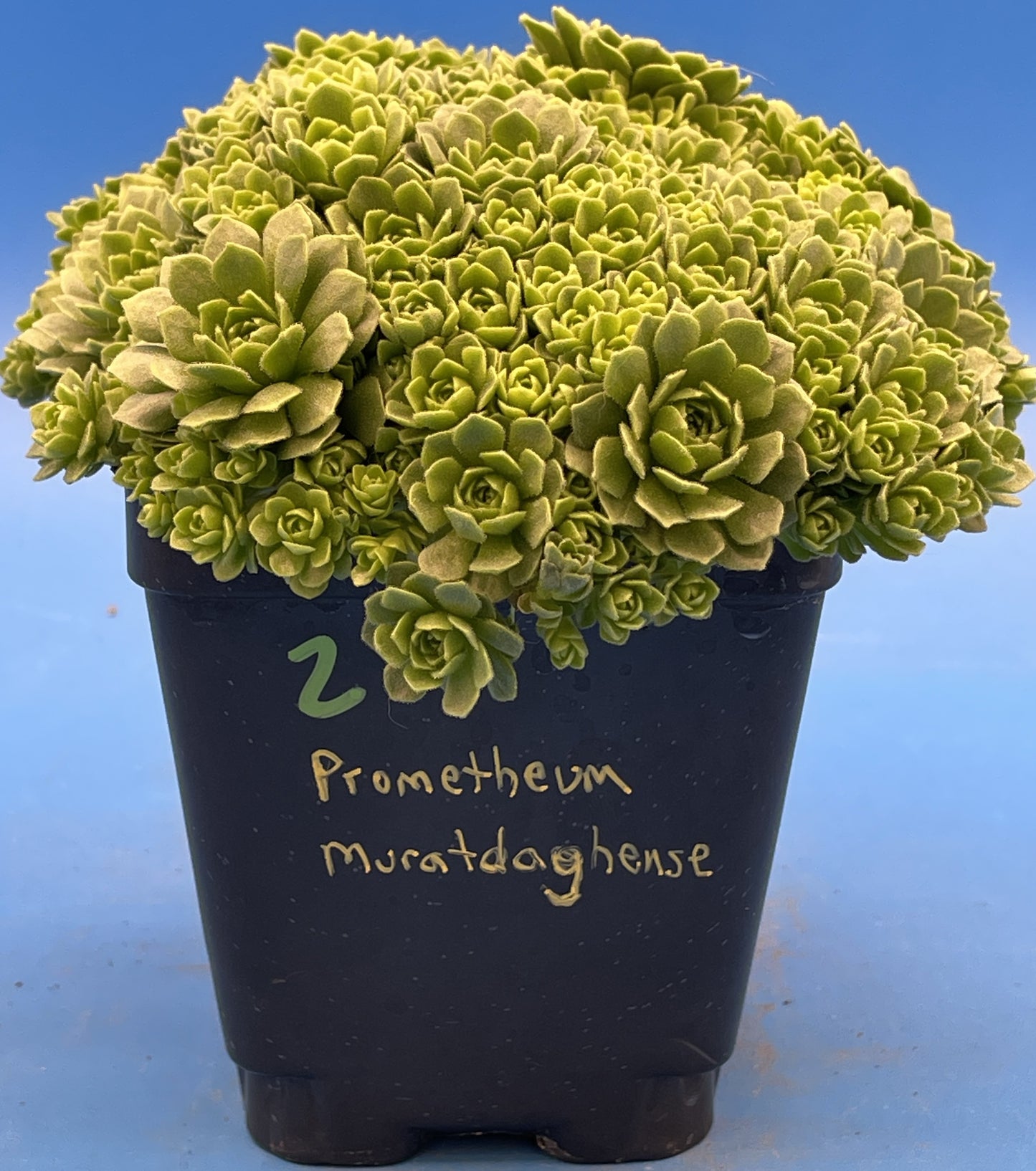 Turkish Stonecrop - RARE - HUGE - Prometheum Muratdaghense - Ships in 3.5” pot
