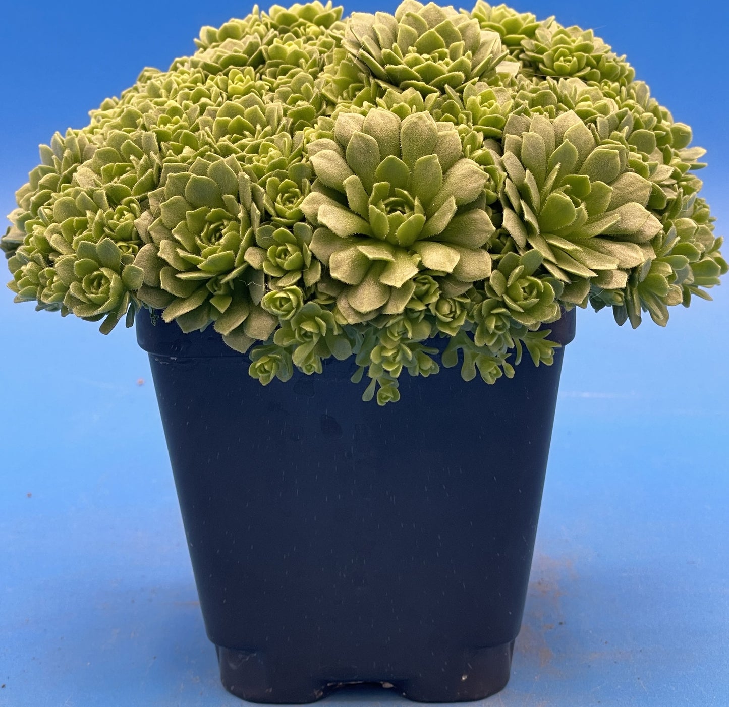 Turkish Stonecrop - RARE - HUGE - Prometheum Muratdaghense - Ships in 3.5” pot