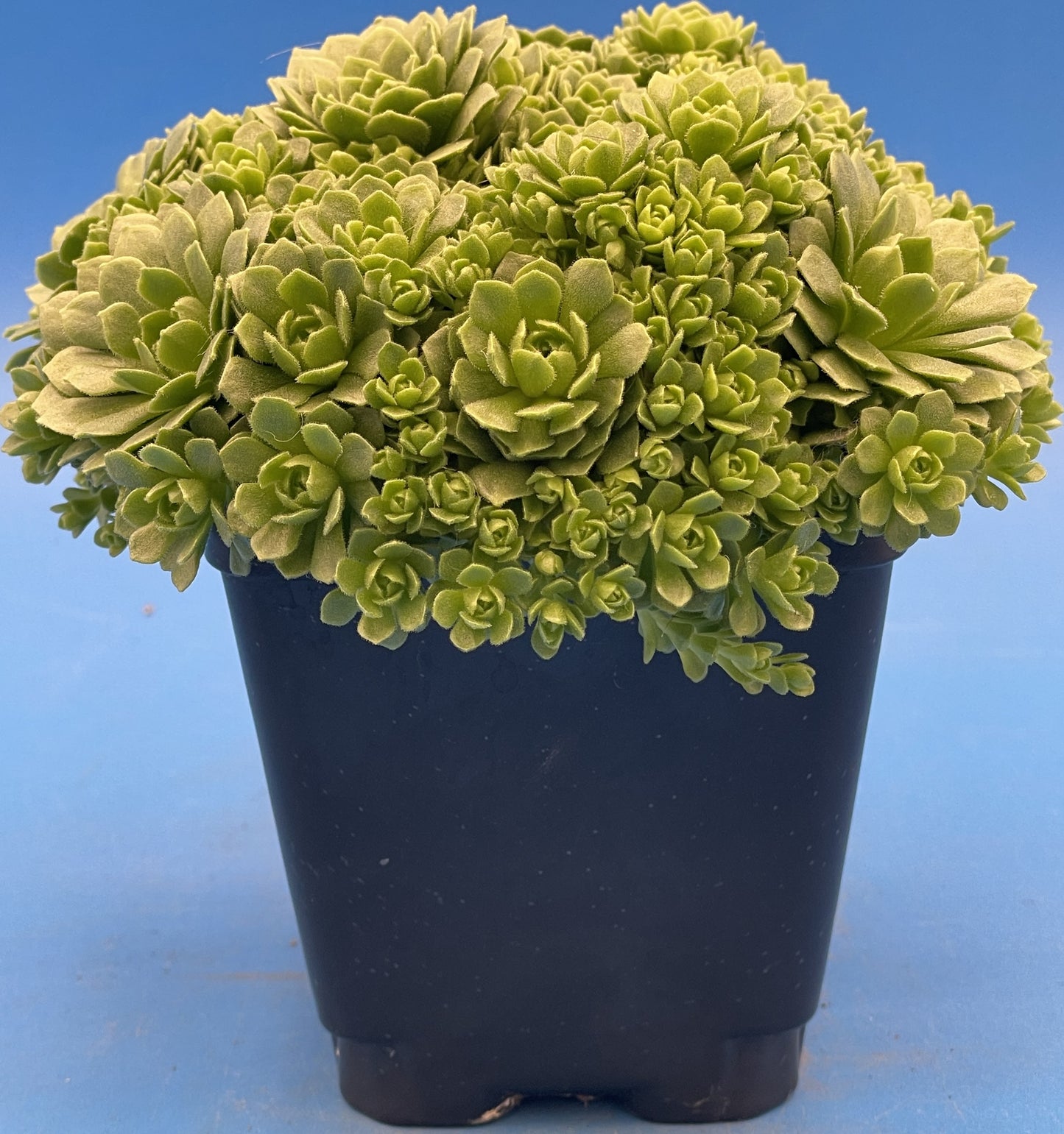 Turkish Stonecrop - RARE - HUGE - Prometheum Muratdaghense - Ships in 3.5” pot