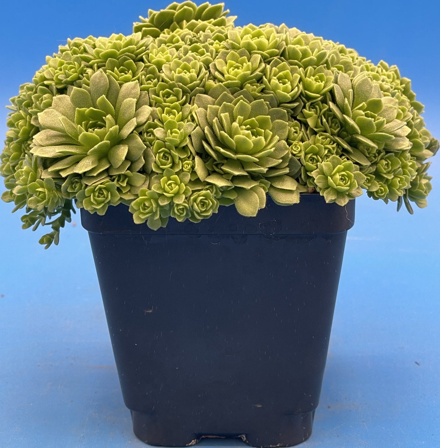 Turkish Stonecrop - RARE - HUGE - Prometheum Muratdaghense - Ships in 3.5” pot
