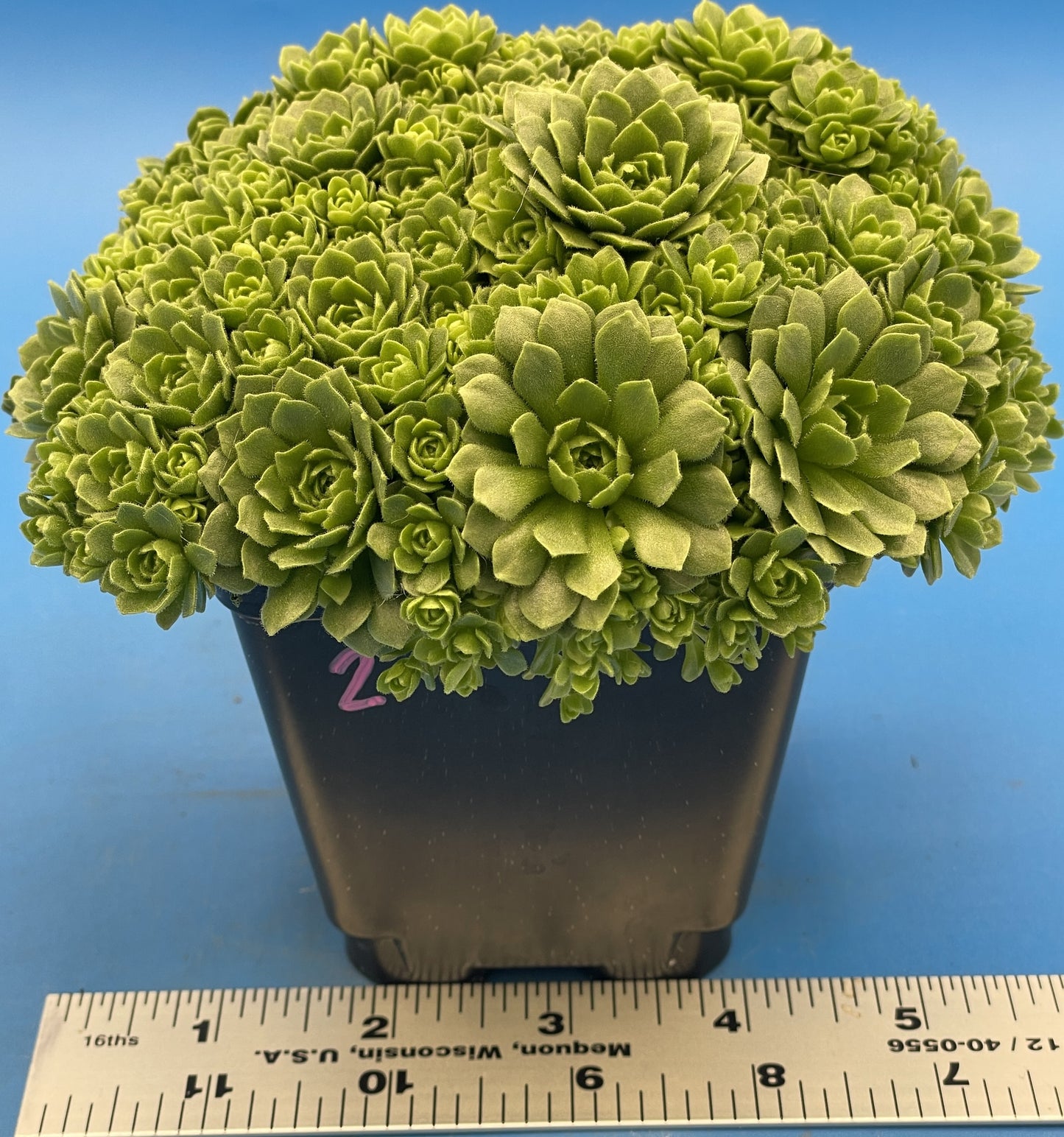 Turkish Stonecrop - RARE - HUGE - Prometheum Muratdaghense - Ships in 3.5” pot